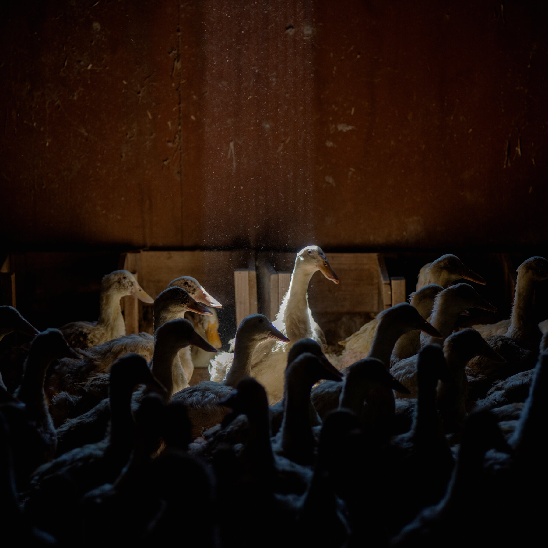 100,000 Ducks to Be Killed After Bird Flu Strikes Long Island Farm