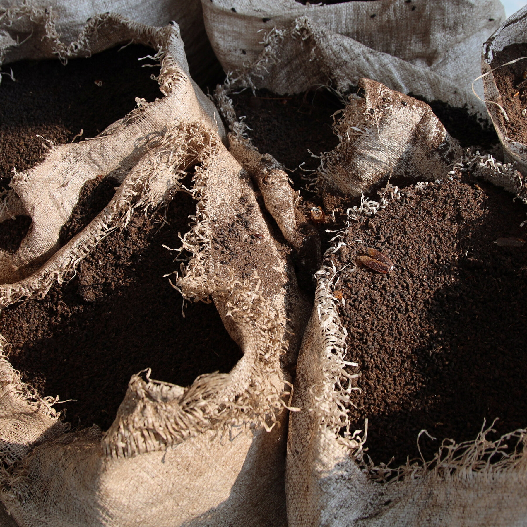 2 Deaths in New York Linked to Bat Feces Used as Cannabis Fertilizer