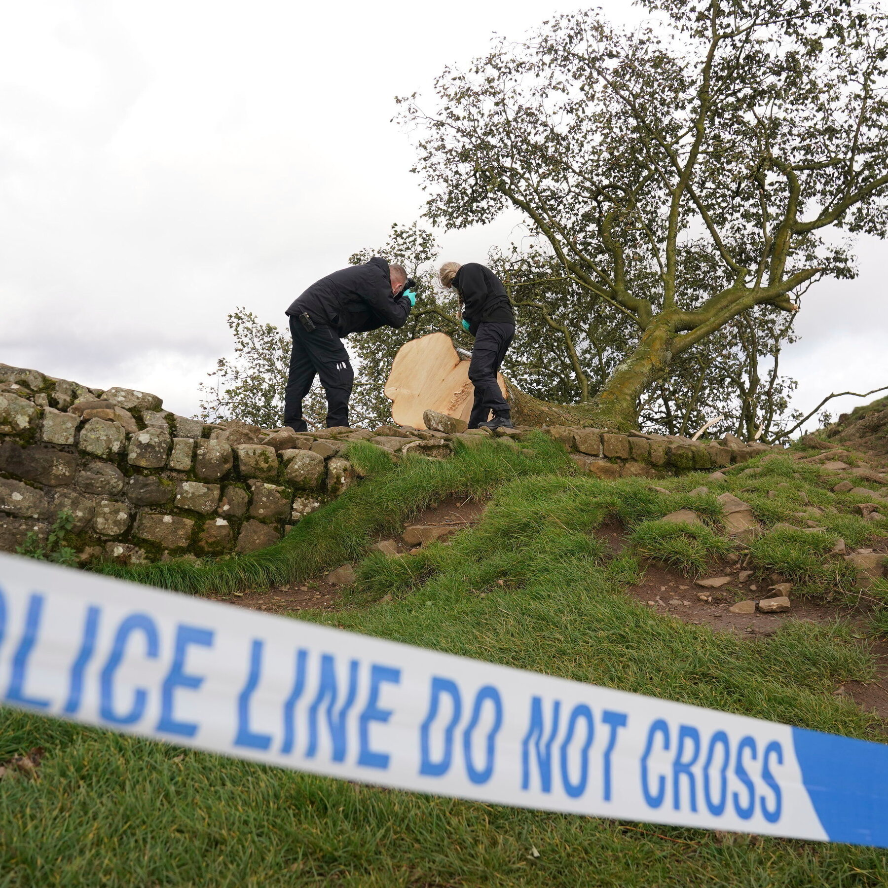 2 Men Found Guilty of Felling UK’s Sycamore Gap Tree