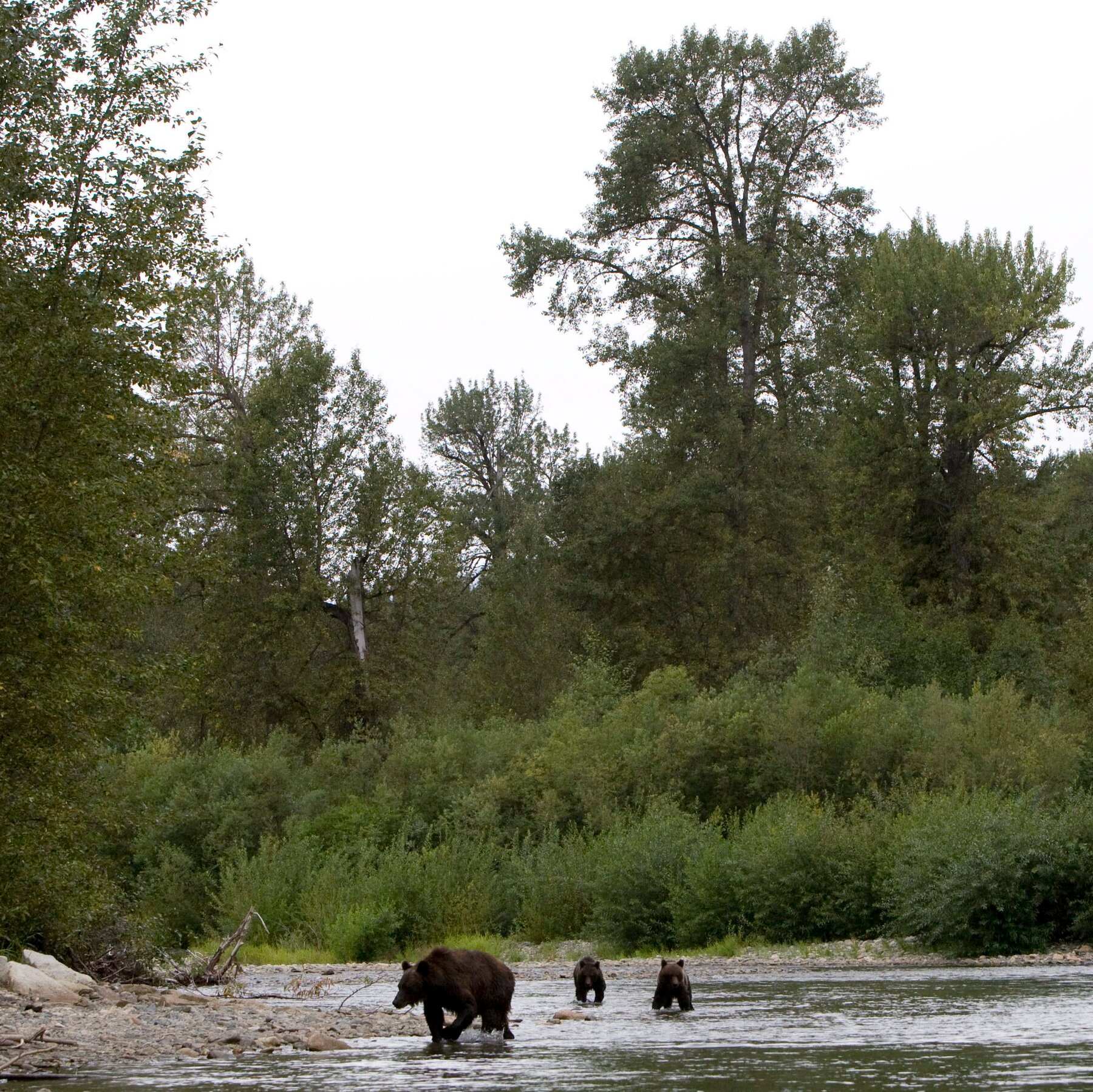 3 Children Are Injured in Grizzly Bear Attack in British Columbia