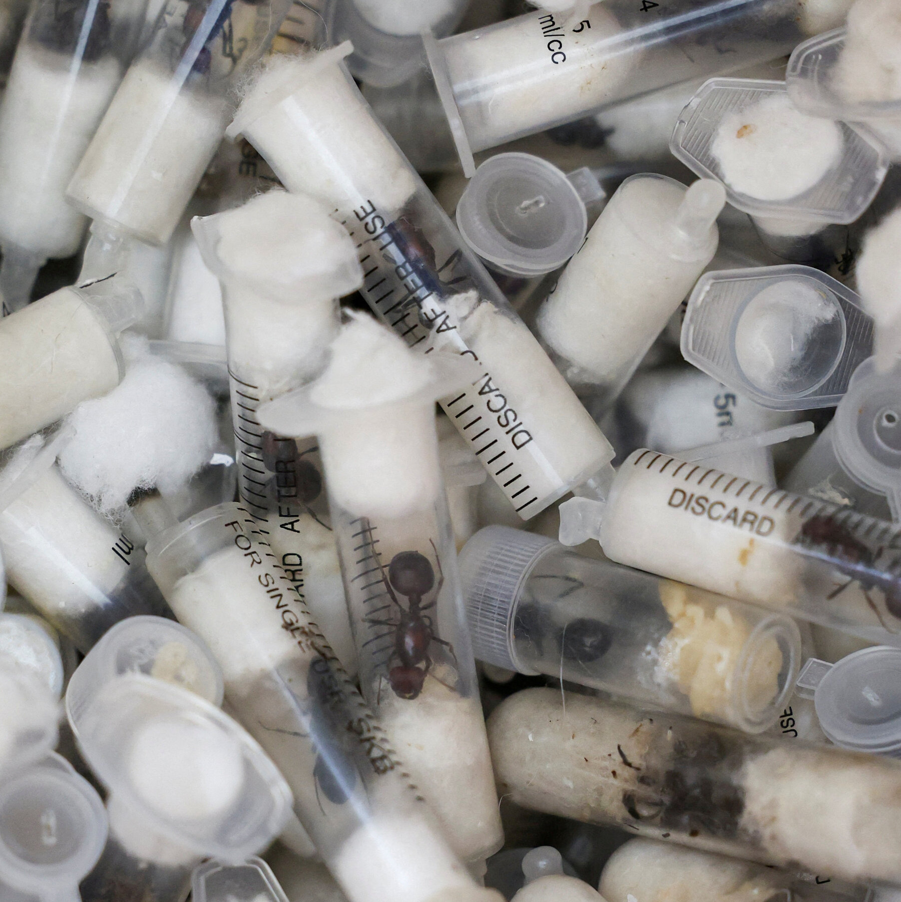 4 Men Charged With Trying to Smuggle Thousands of Ants From Kenya