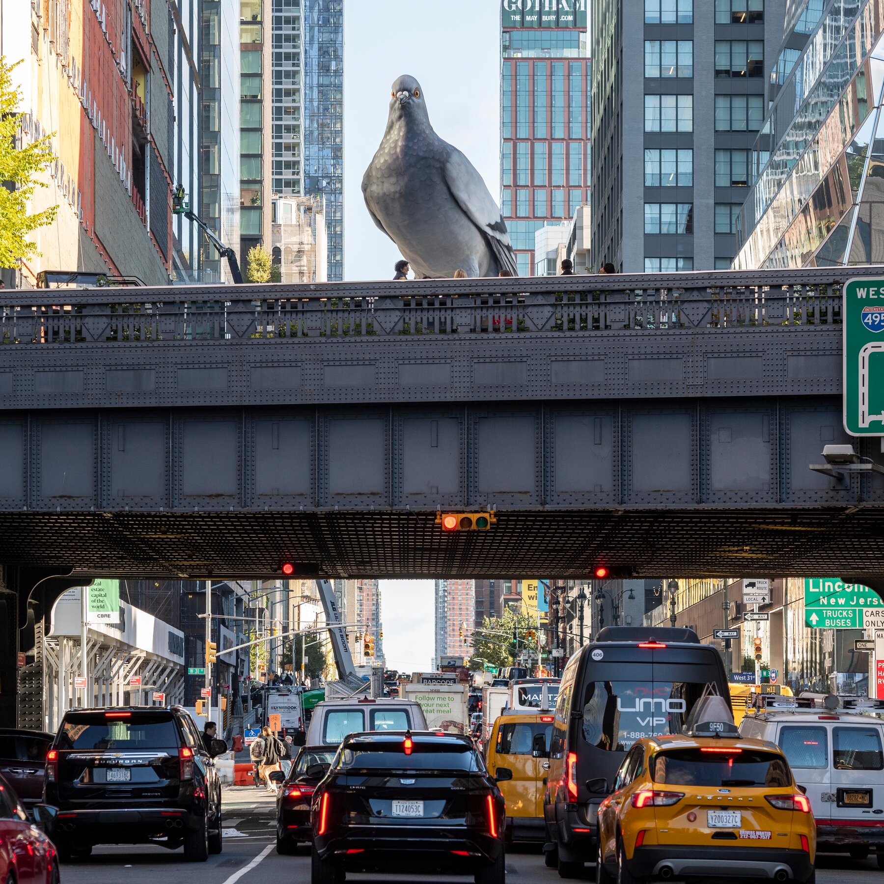A Celebration of Pigeons? They Have Their Fans.
