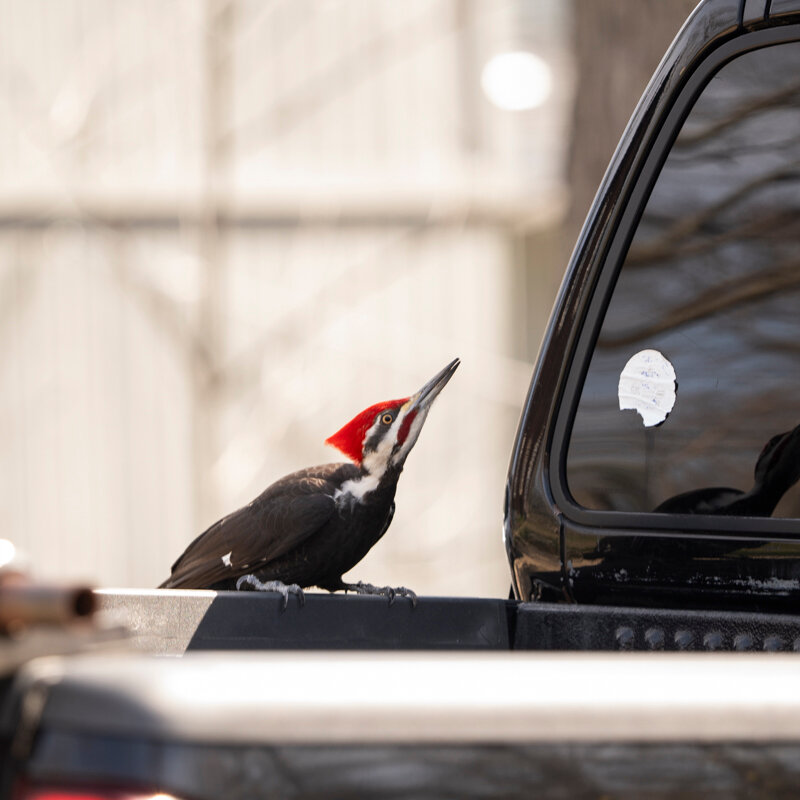 A Coastal New England Town’s ‘Ornery’ Vandal: A Woodpecker