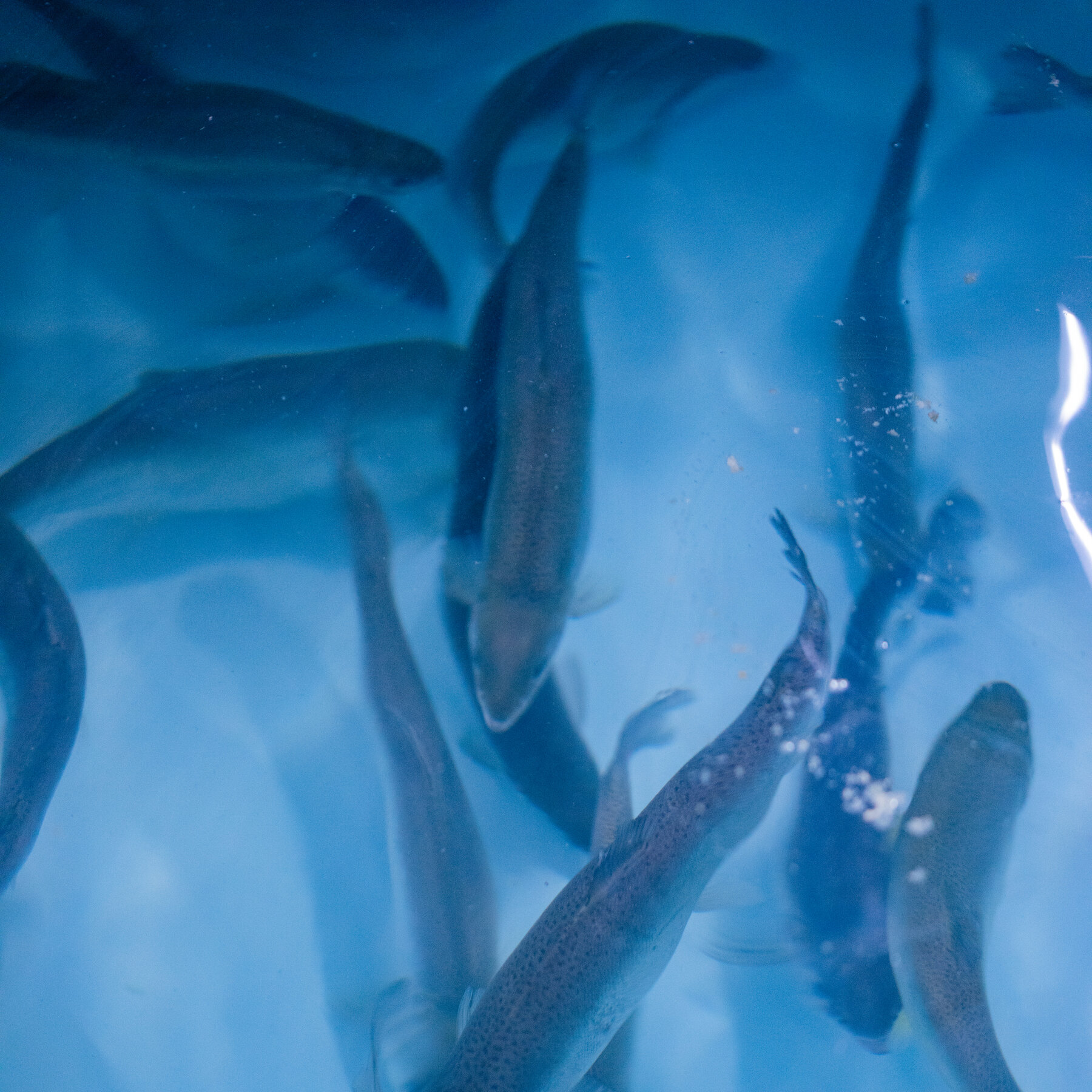A Fish Farm Offered 40,000 Pounds of Salmon for Free. There Was a Catch.