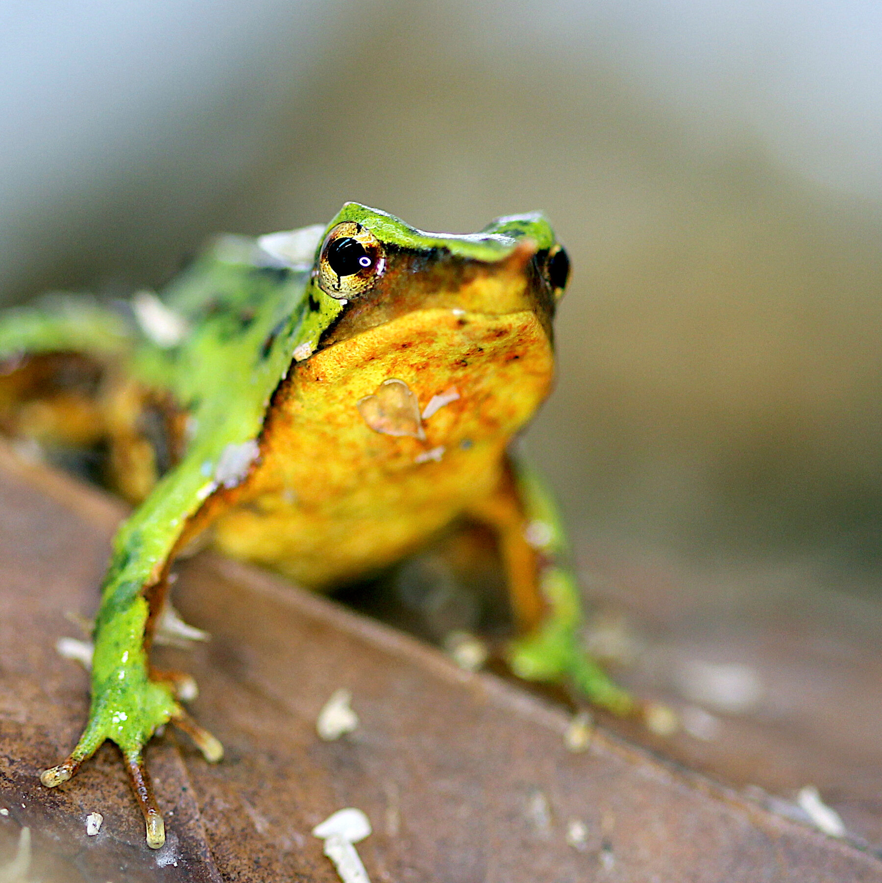 A Lifeboat to London for Darwin’s Frogs