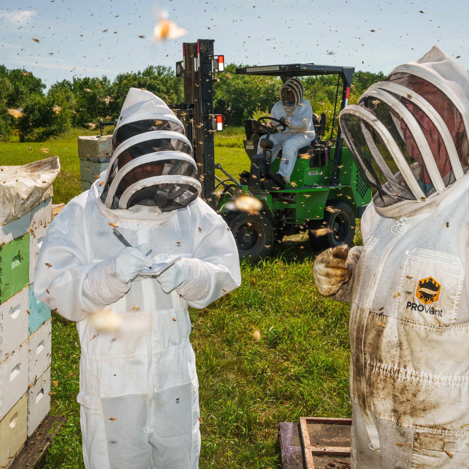 A Reporter Gets a Buzz From Thousands of Bees