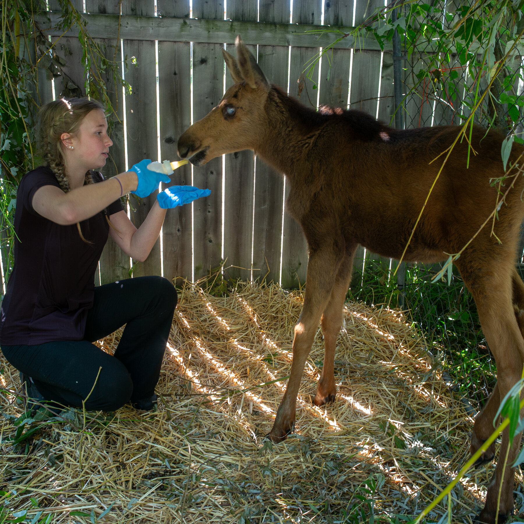 A Rescue Center for Small Wild Animals Looks to Place a Blind Moose Calf