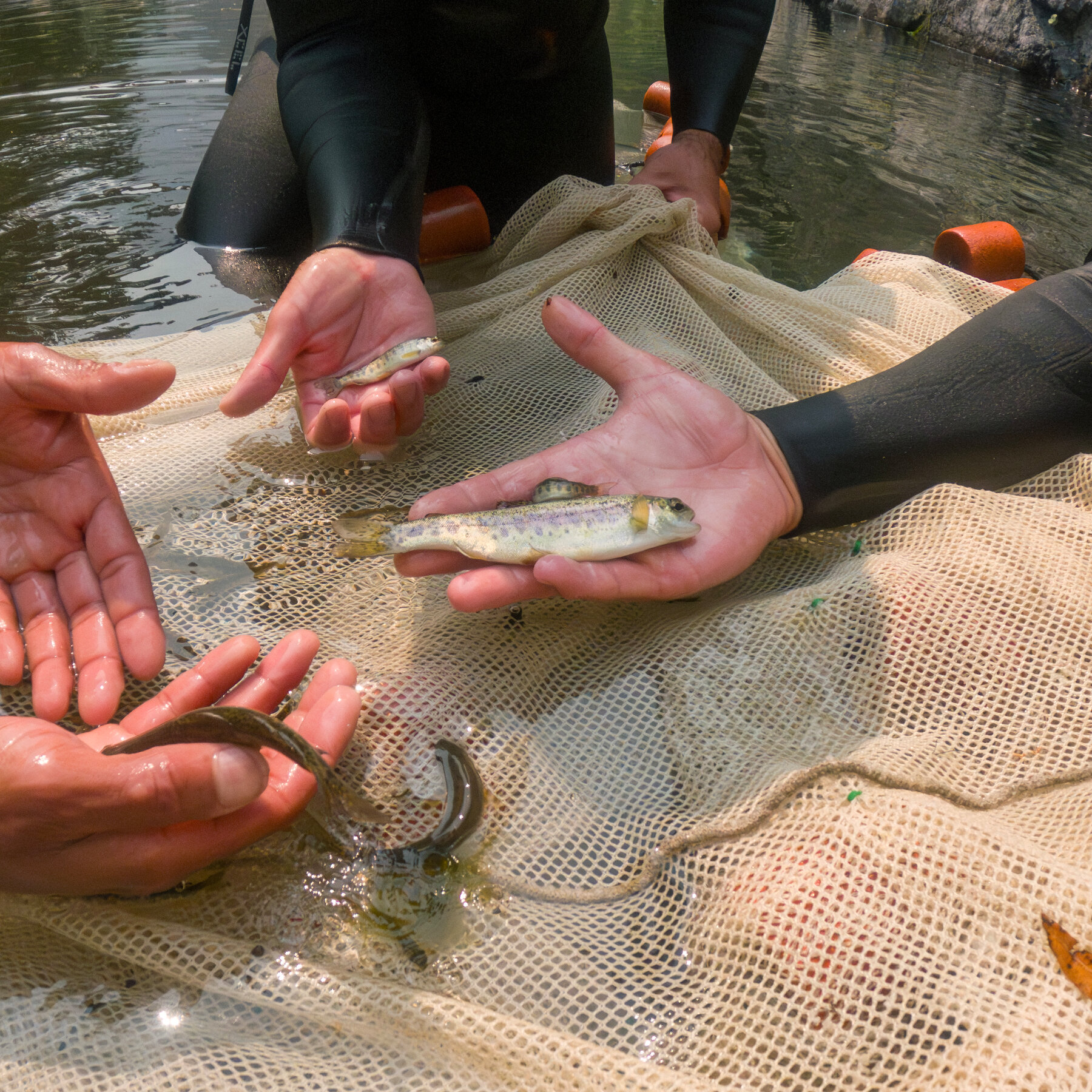 A River Restoration in Oregon Gets Fast Results: The Salmon Swam Right Back