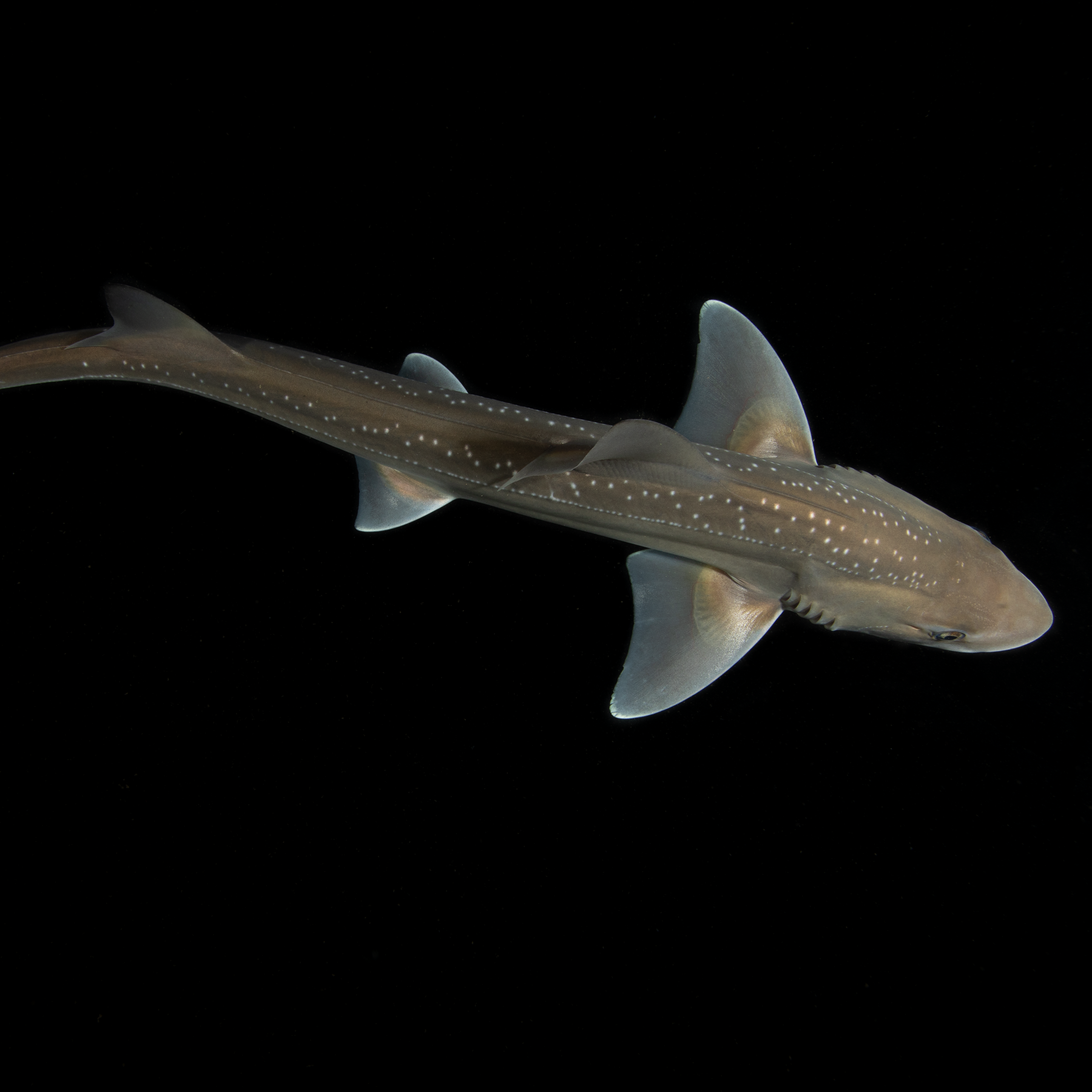 A Shark’s Sounds Are Recorded for What Is Believed to Be the First Time