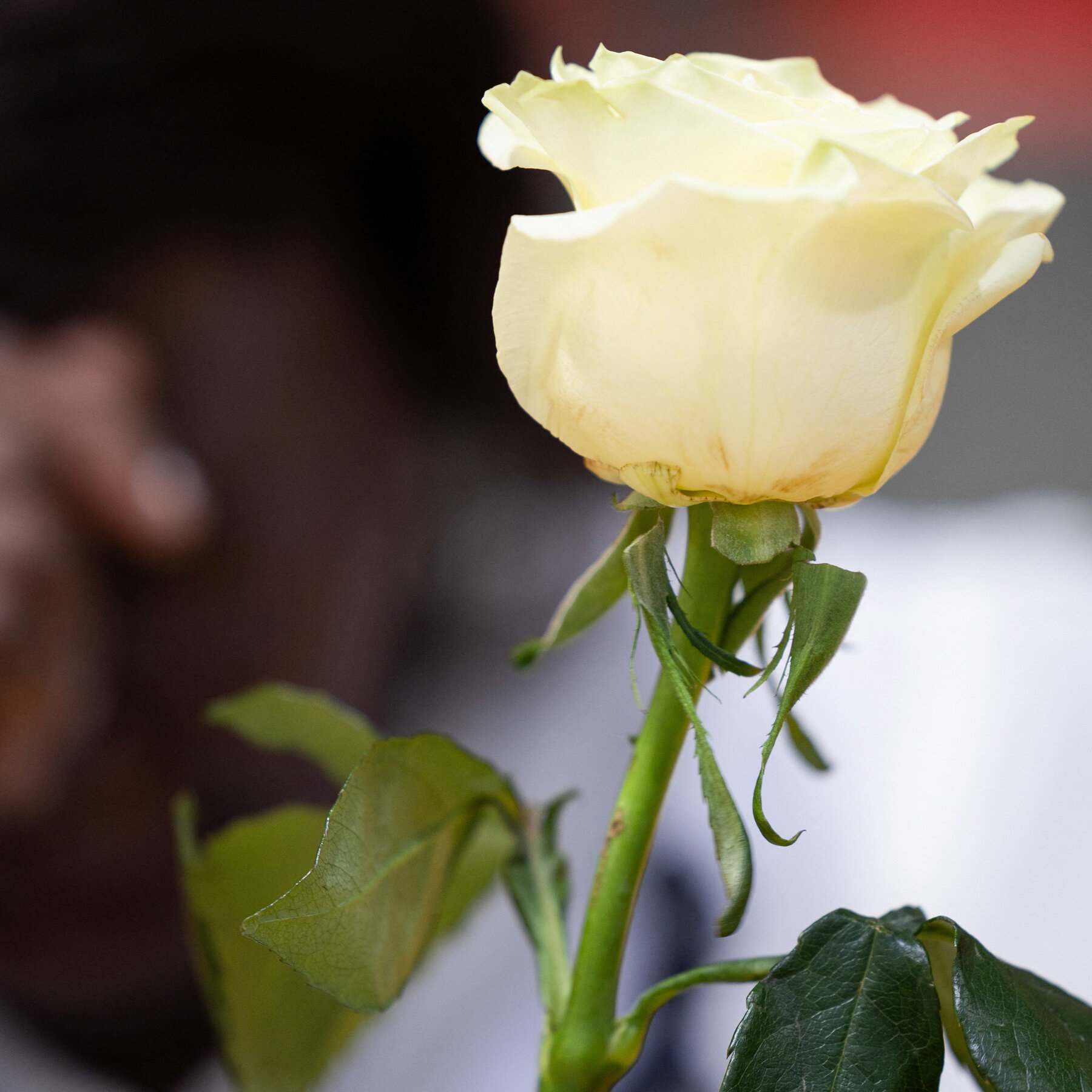A Small City That Lost Big in the Dominican Nightclub Tragedy