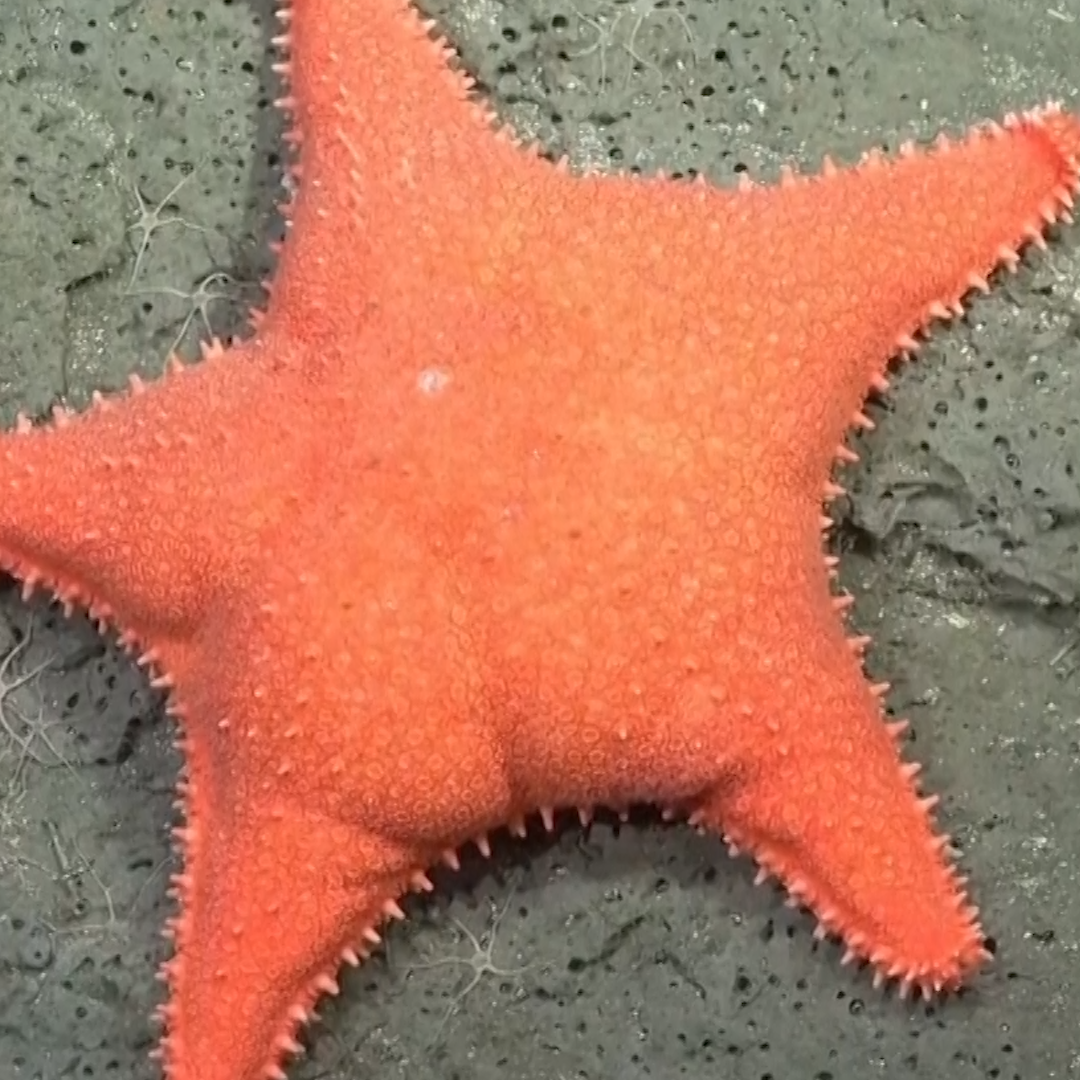 A Starfish, a President, and a Deep-Sea Frenzy in Argentina