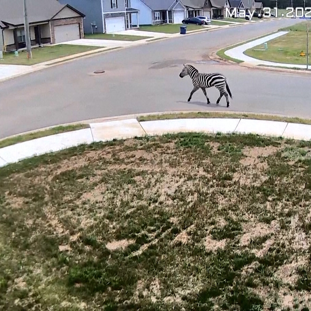 A Tennessee County Is ‘Fascinated’ as an Escaped Zebra Runs Wild