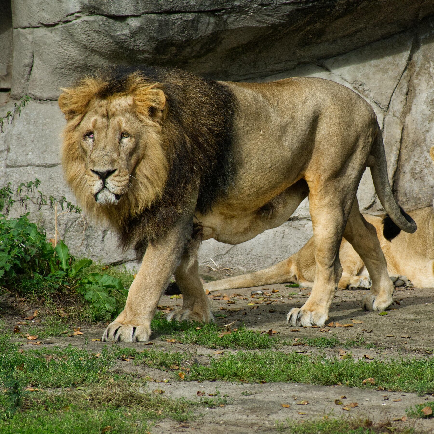 A Zoo in Denmark Wants to Feed Your Pets to Its Predators