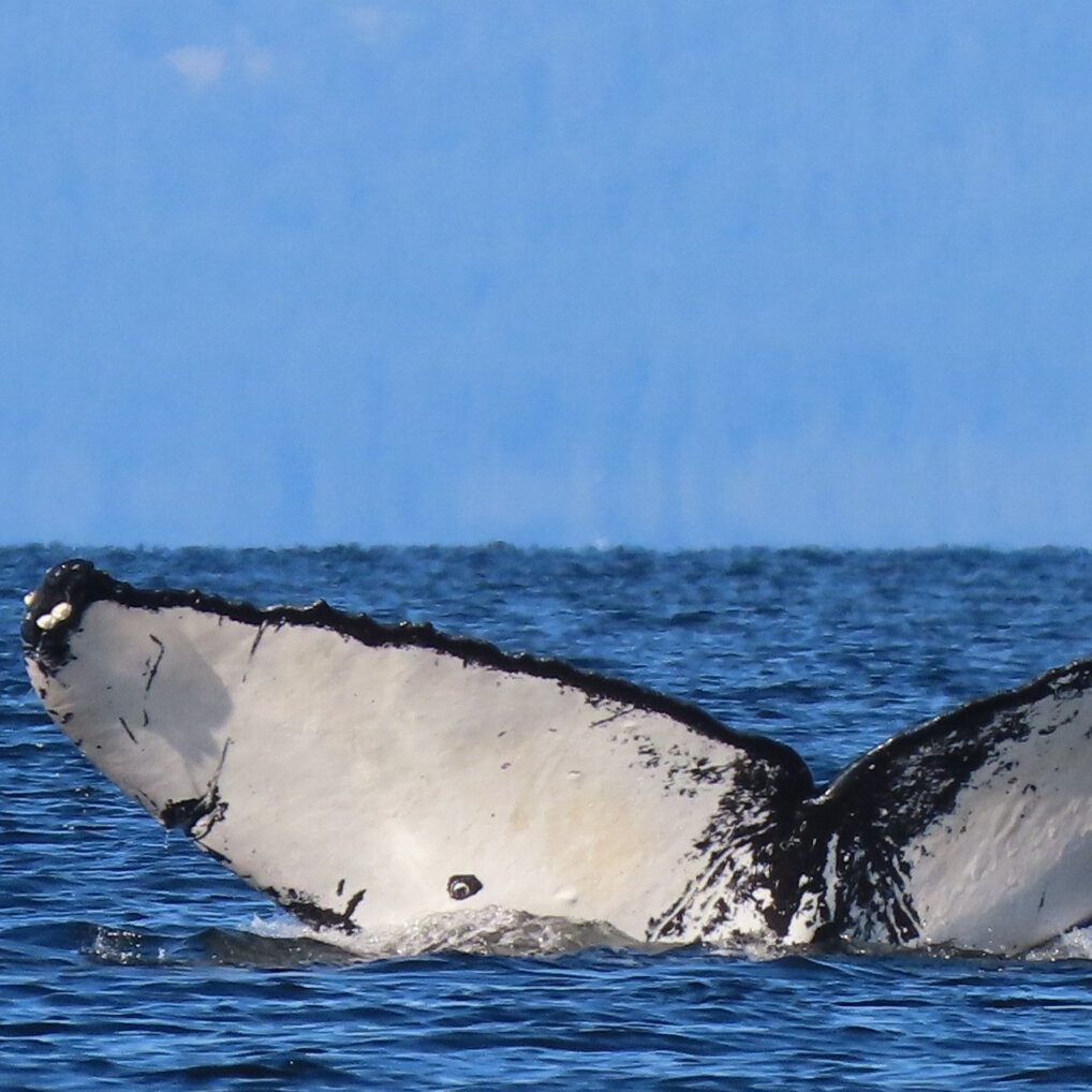 After 3 Whale Deaths Off British Columbia, Researchers Fear a Pattern