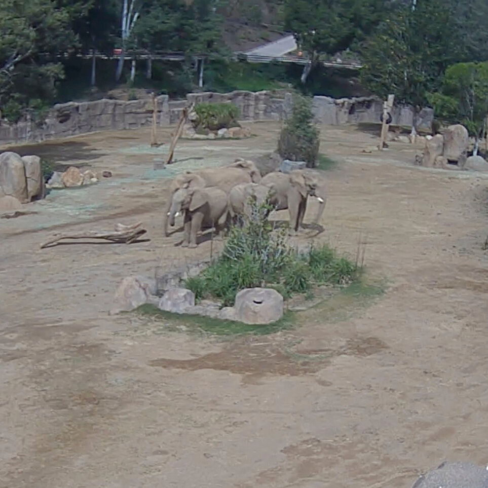 After an Earthquake, These Elephants Knew Exactly Who to Follow: Mom