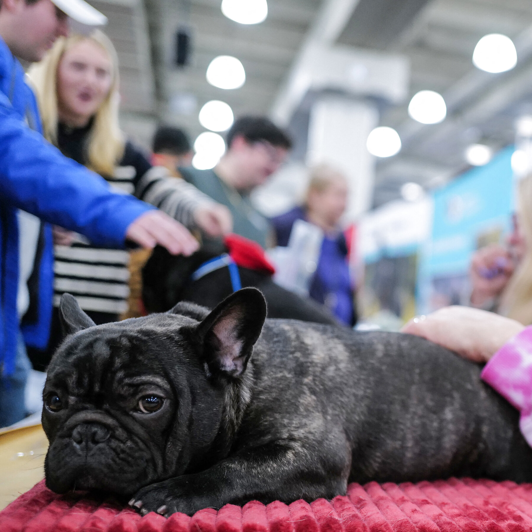American Kennel Club Harms French Bulldogs’ Health, PETA Says in Suit