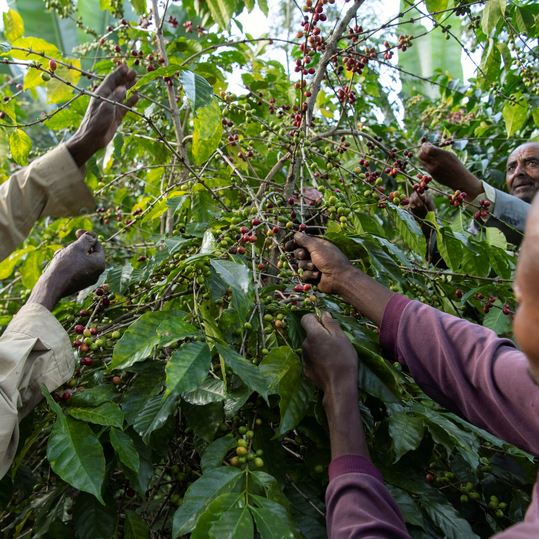 An E.U. Deforestation Rule Has Ethiopian Coffee Farmers Scrambling
