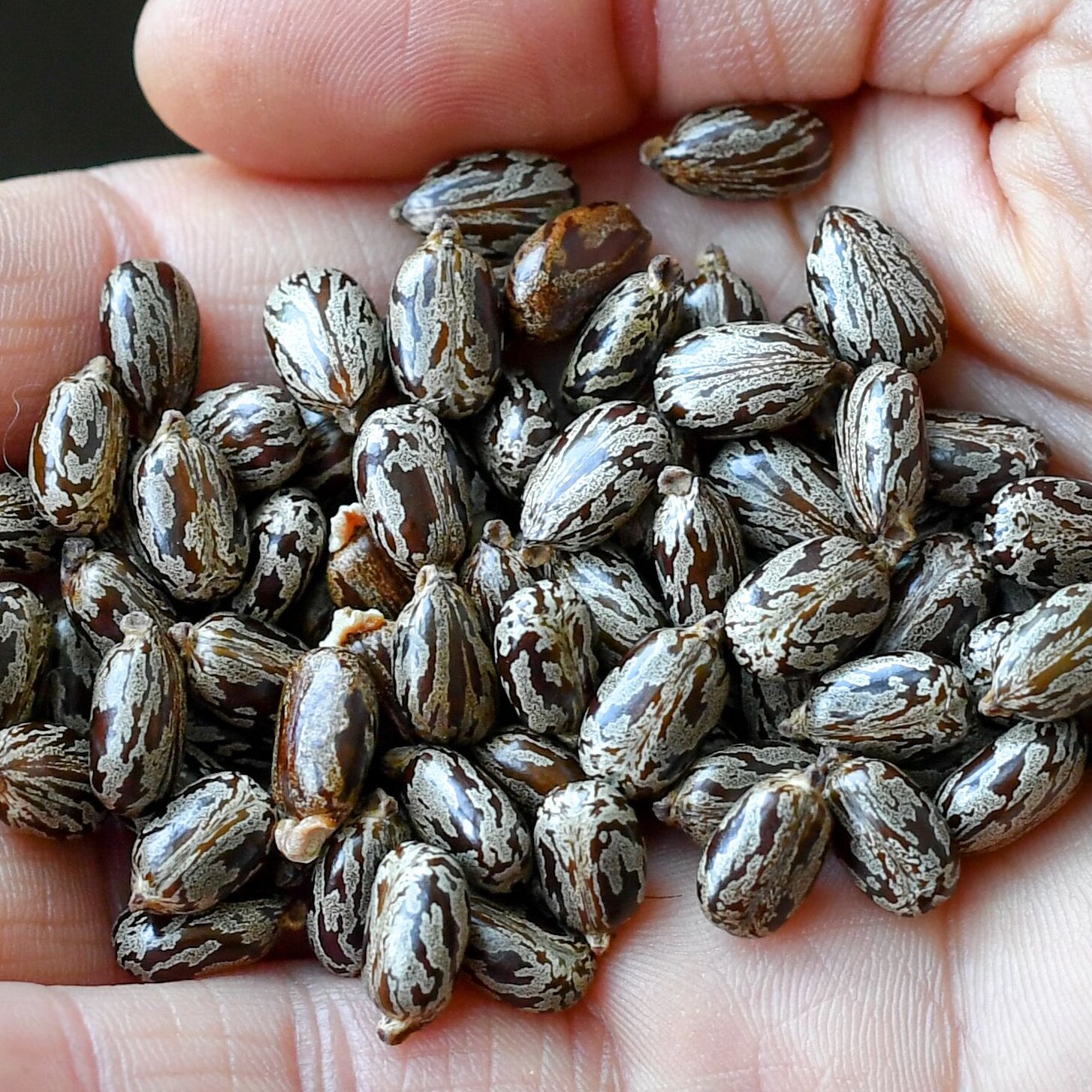 Arkansas Man Sentenced to 8 Years for Producing Deadly Ricin Poison