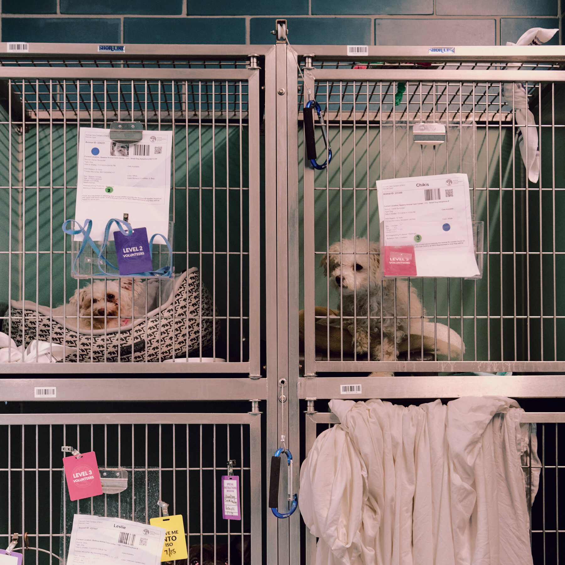 As Cost-Burdened New Yorkers Give Up Pets, Shelters Turn Them Away