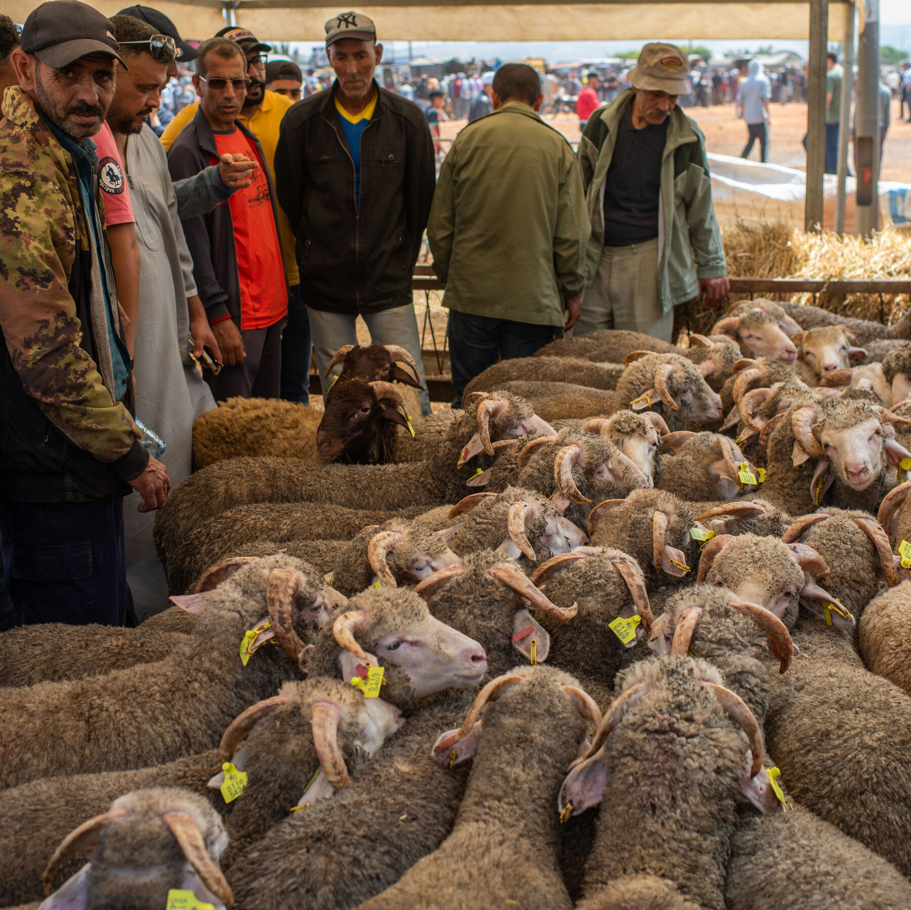 As King Urges People Not to Kill Sheep for ‘Big Eid,’ Many Moroccans Feel Relief