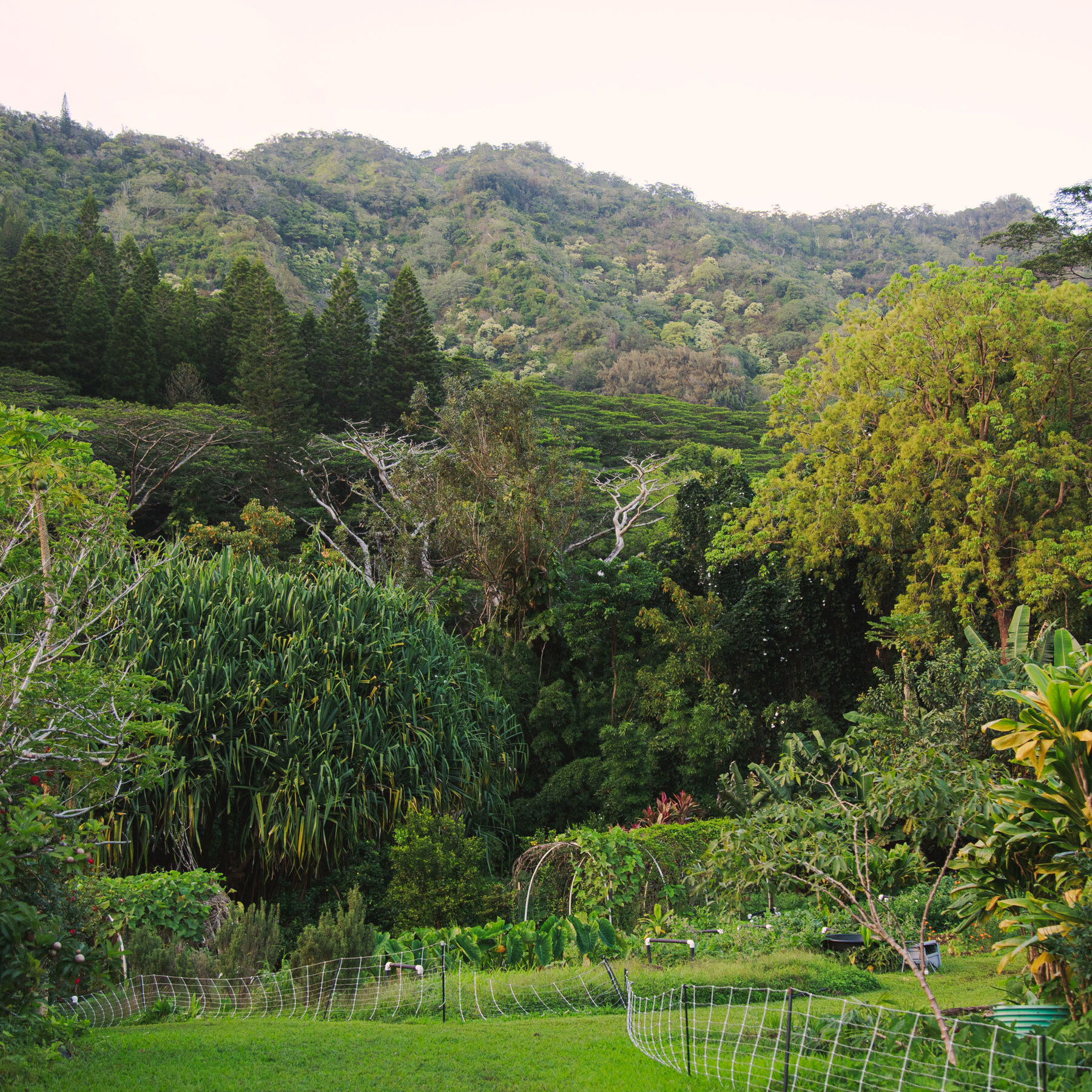 At This Clinic in Hawaii, Nature Is the Medicine