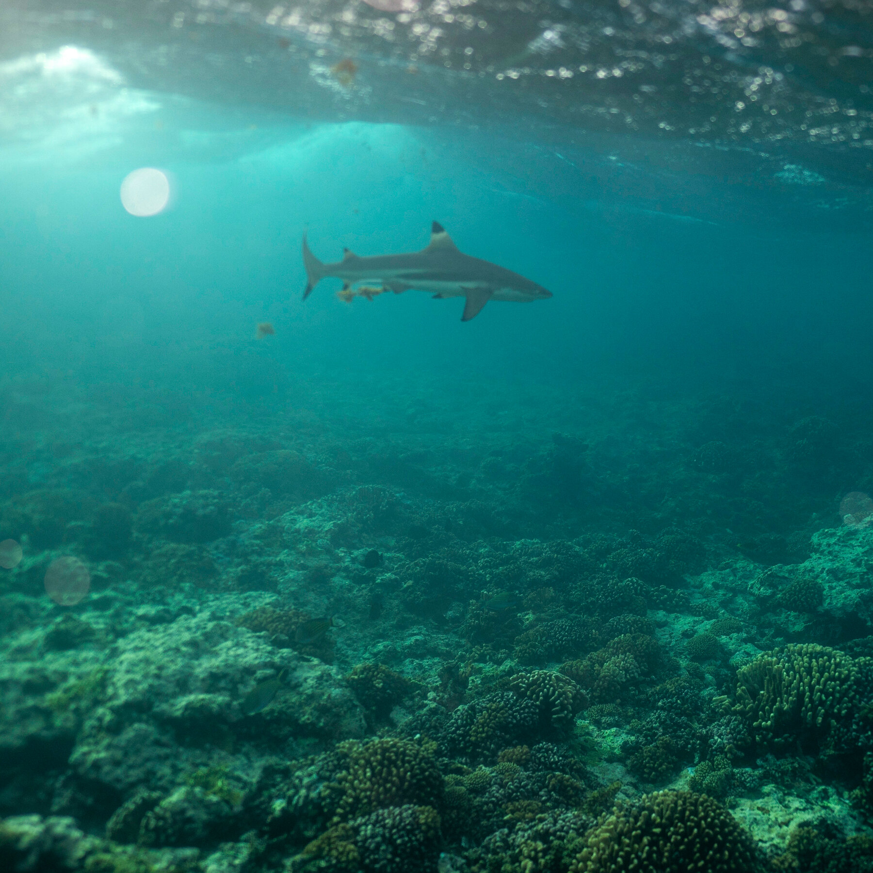 At U.N. Conference, Countries Inch Toward Ocean Protection Goal