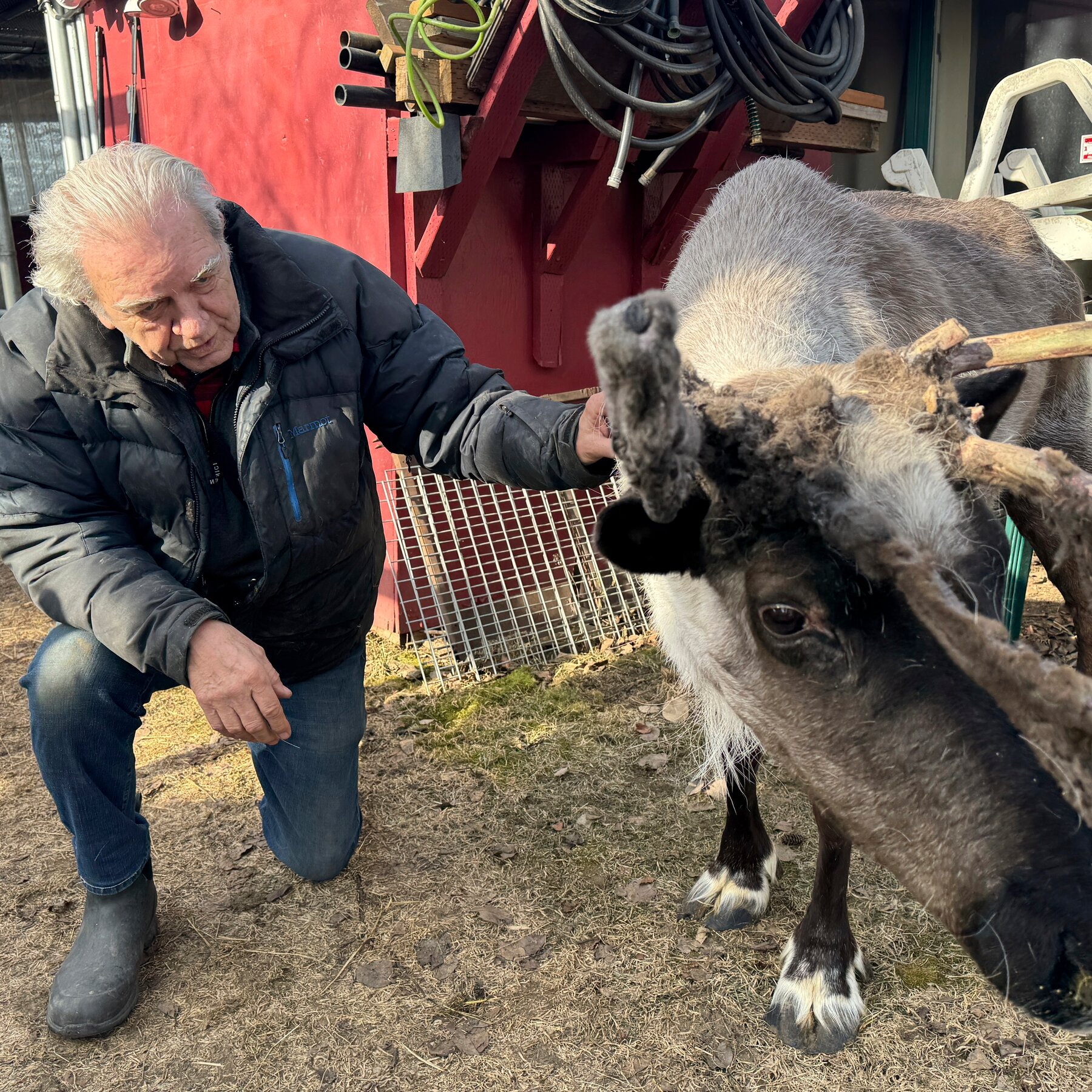 Attempted Theft and Poisoning of a Star Reindeer Leaves Anchorage Miffed