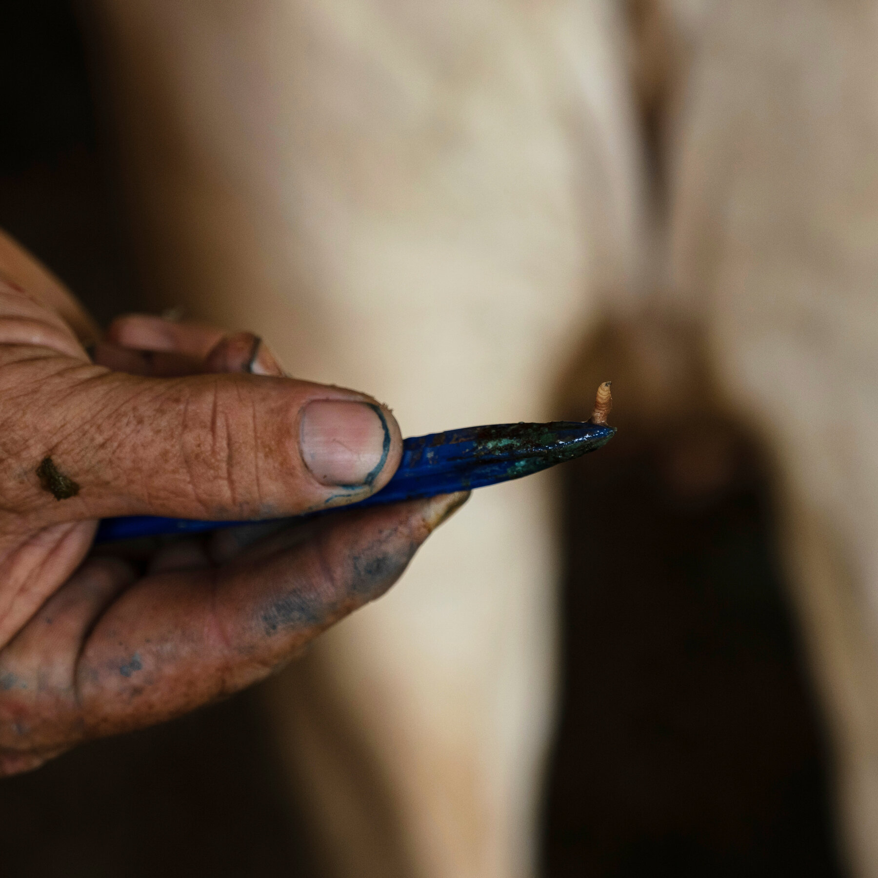 Avian Flu Wiped Out Poultry. Now the Screwworm Is Coming for Beef.