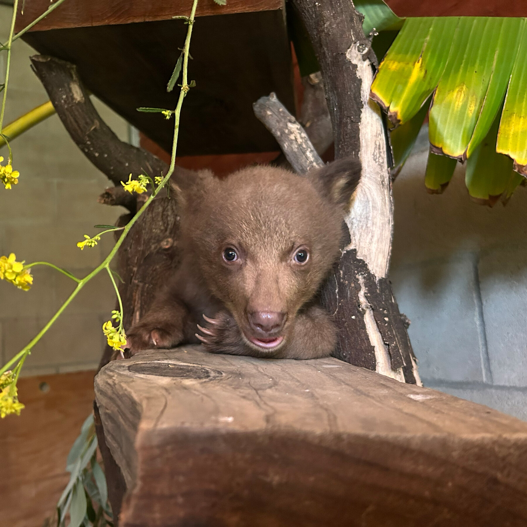 ‘Baby Bear’ Learns How to Be Wild From Humans in Fur