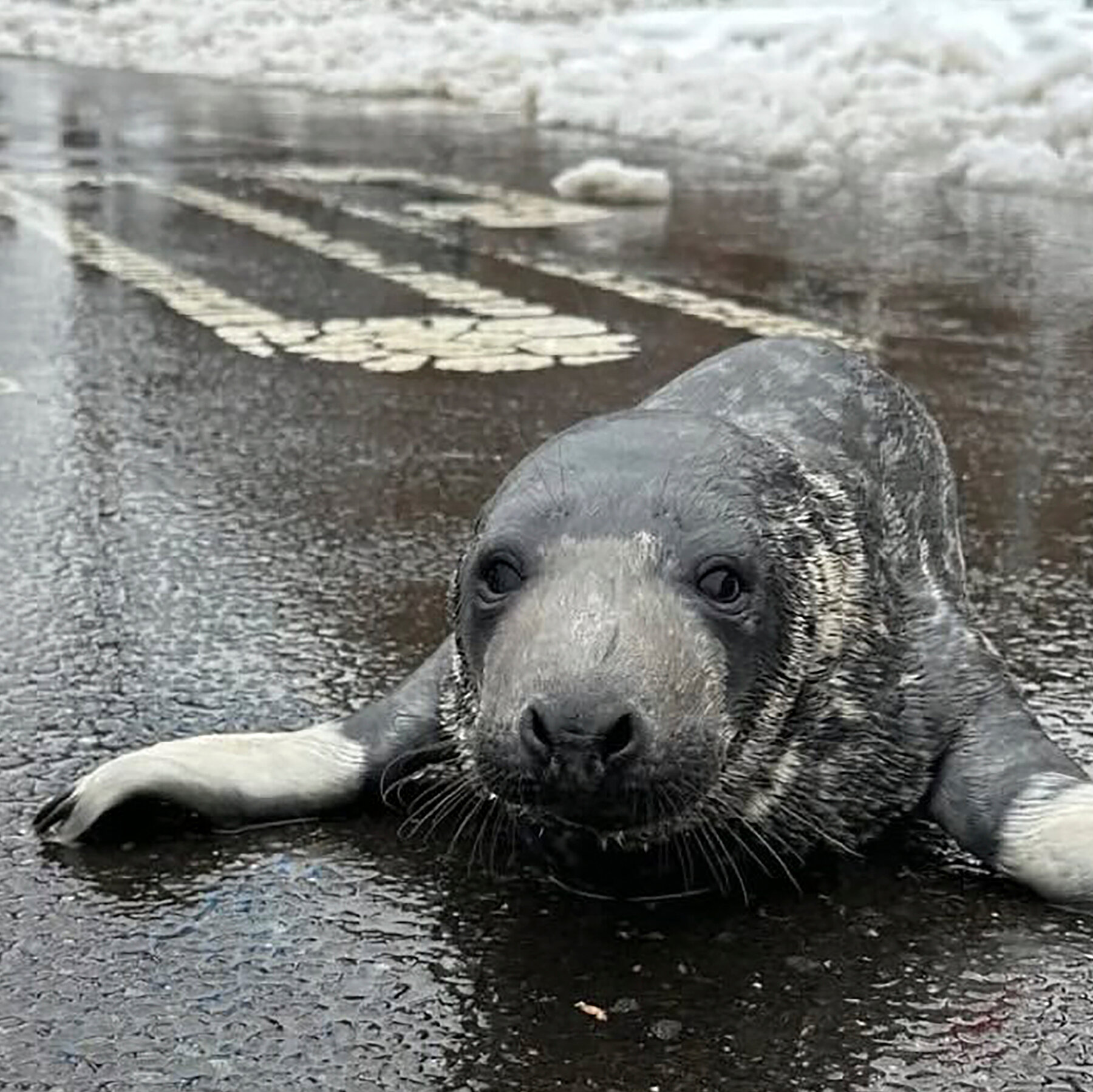 Baby Seal Who Was Rescued From a Busy Connecticut Street Has Died