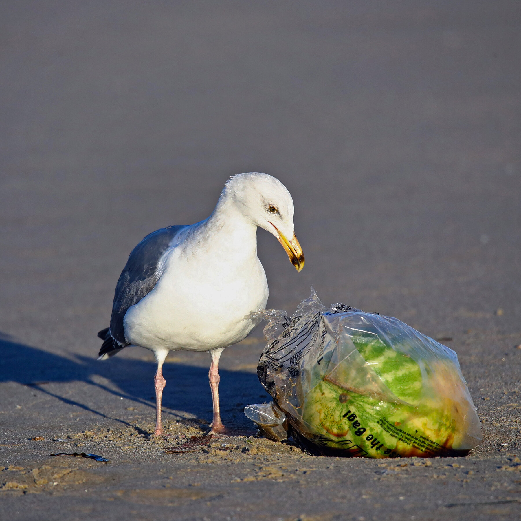 Banning Plastic Bags Works to Limit Shoreline Litter, Study Finds