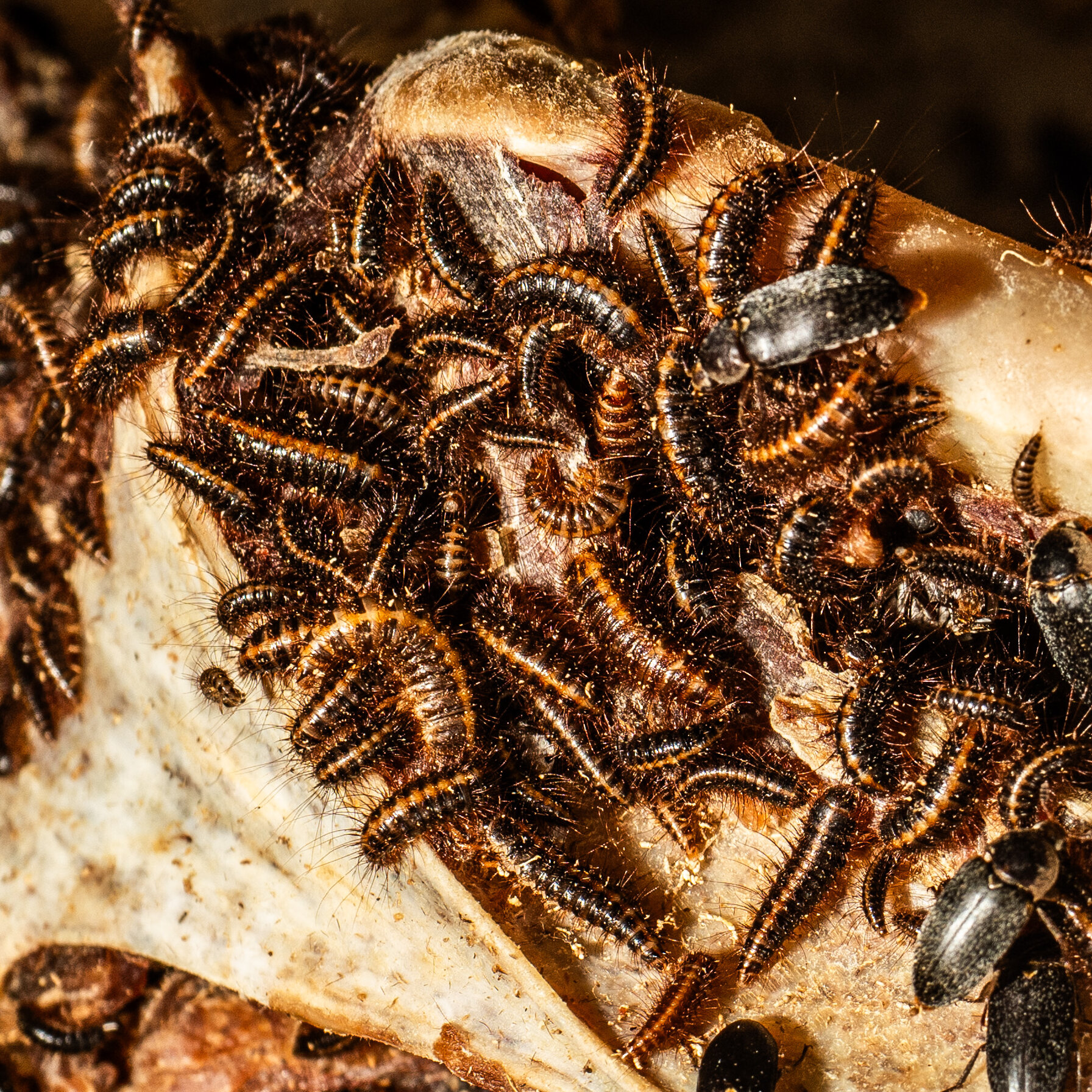 Behind a Museum Door, These Beetles Are Eating Flesh for Science