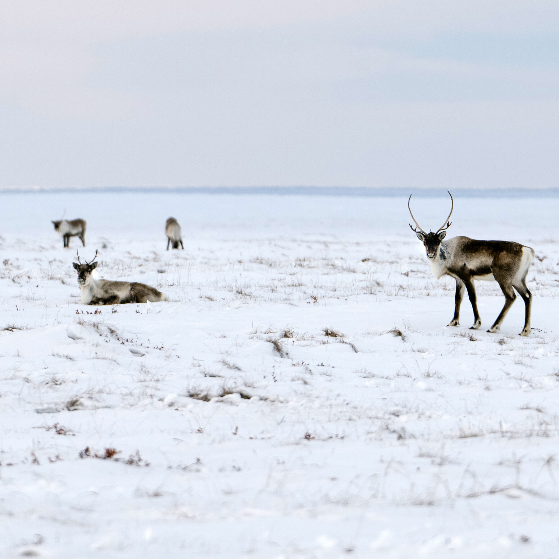 Biden Administration Creates Final Limits for Oil Drillers in Alaska
