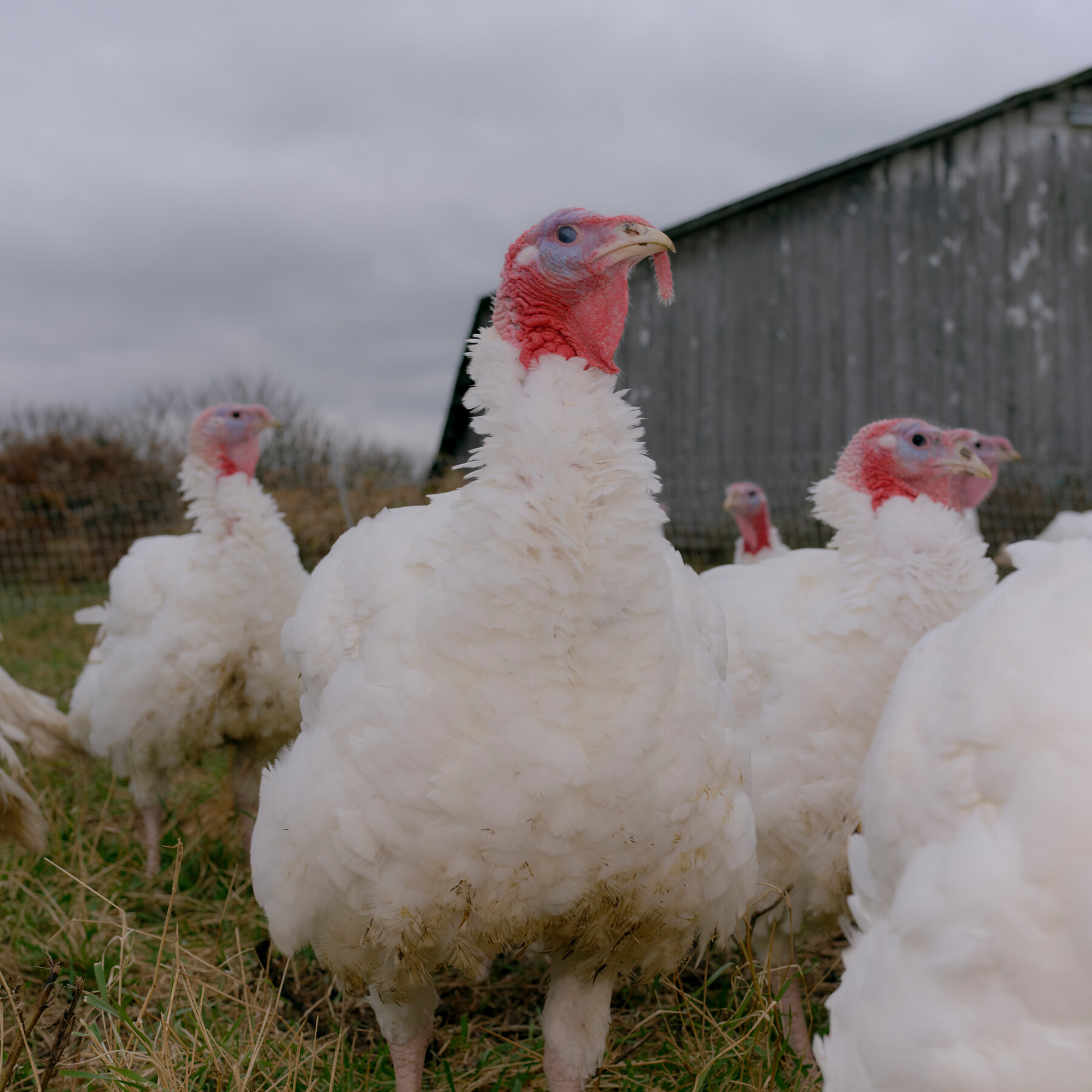 Bird Flu Is Back