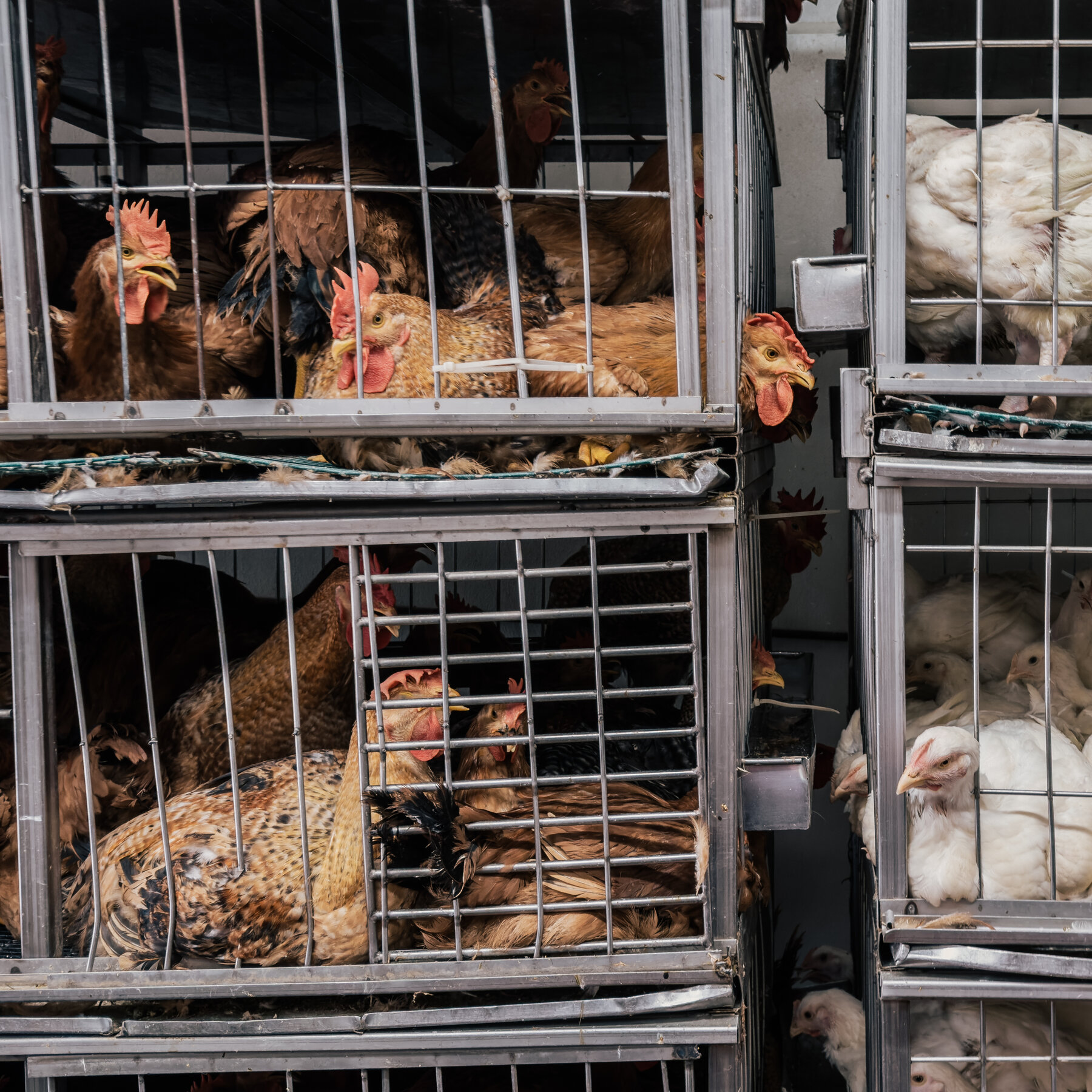 Bird Flu Kills 2 Pet Cats in New York City, Officials Say