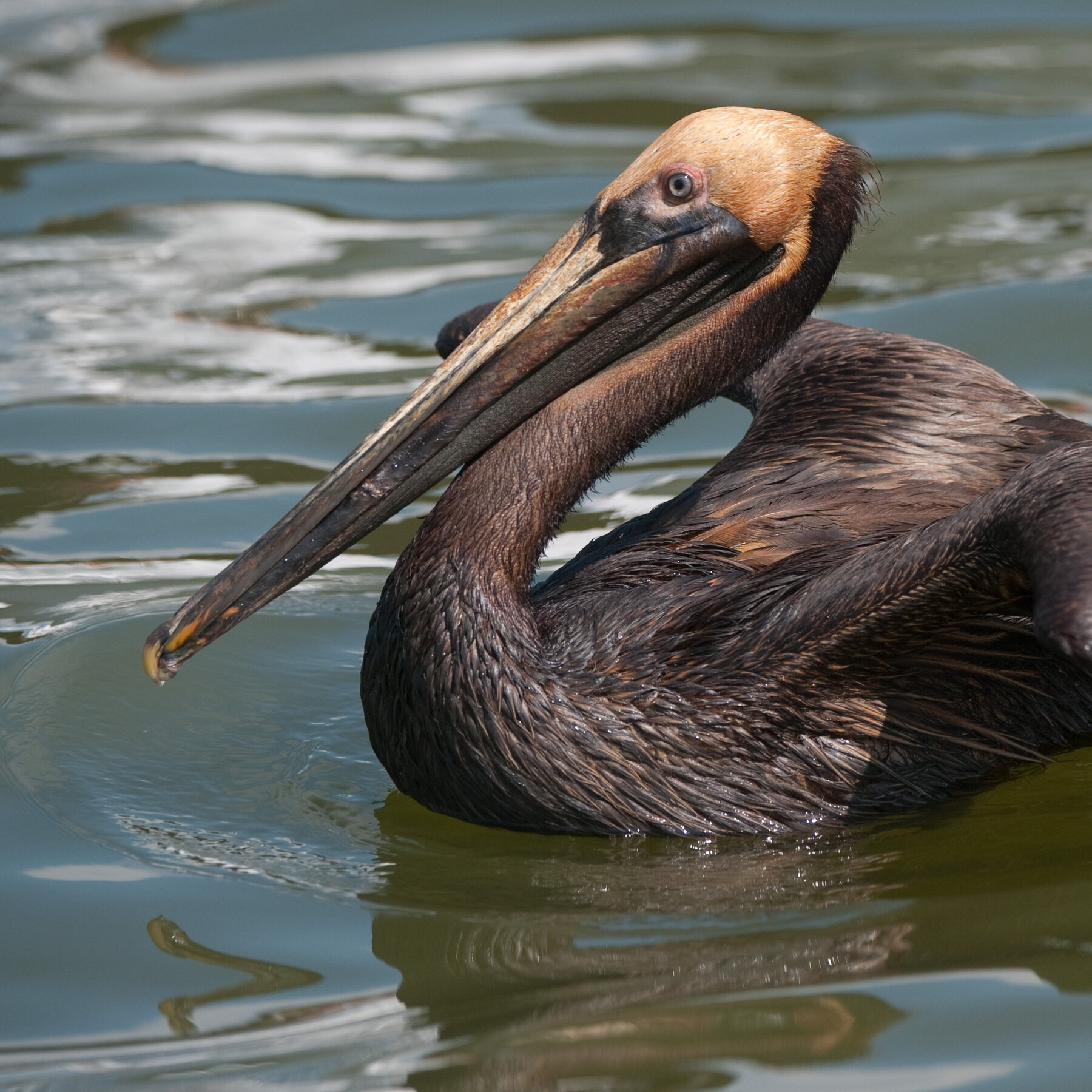 Birds Face Weakened Protections Under Trump Move