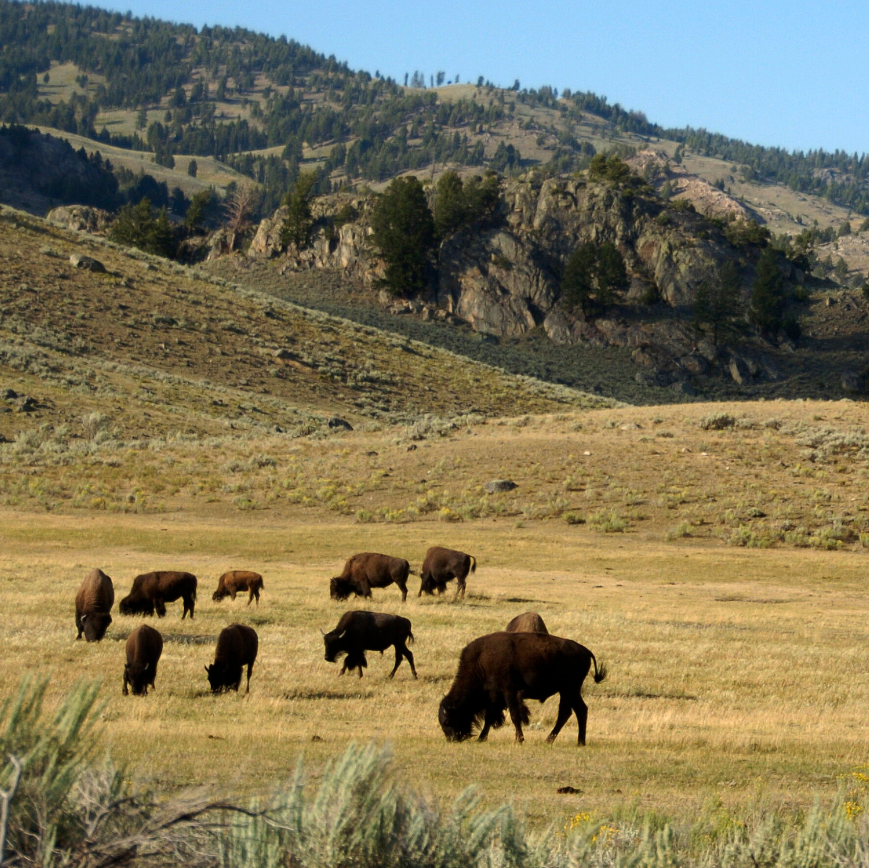 Bison Gores Man in Yellowstone National Park