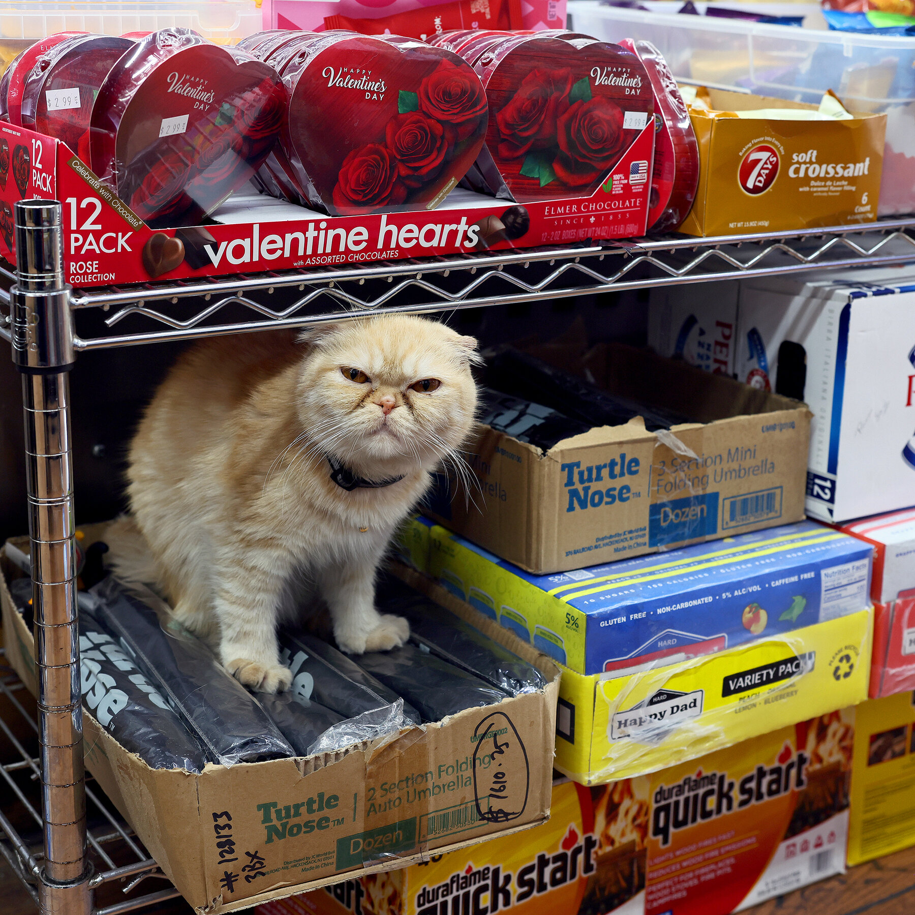 Bodega Cats: The Catch-22