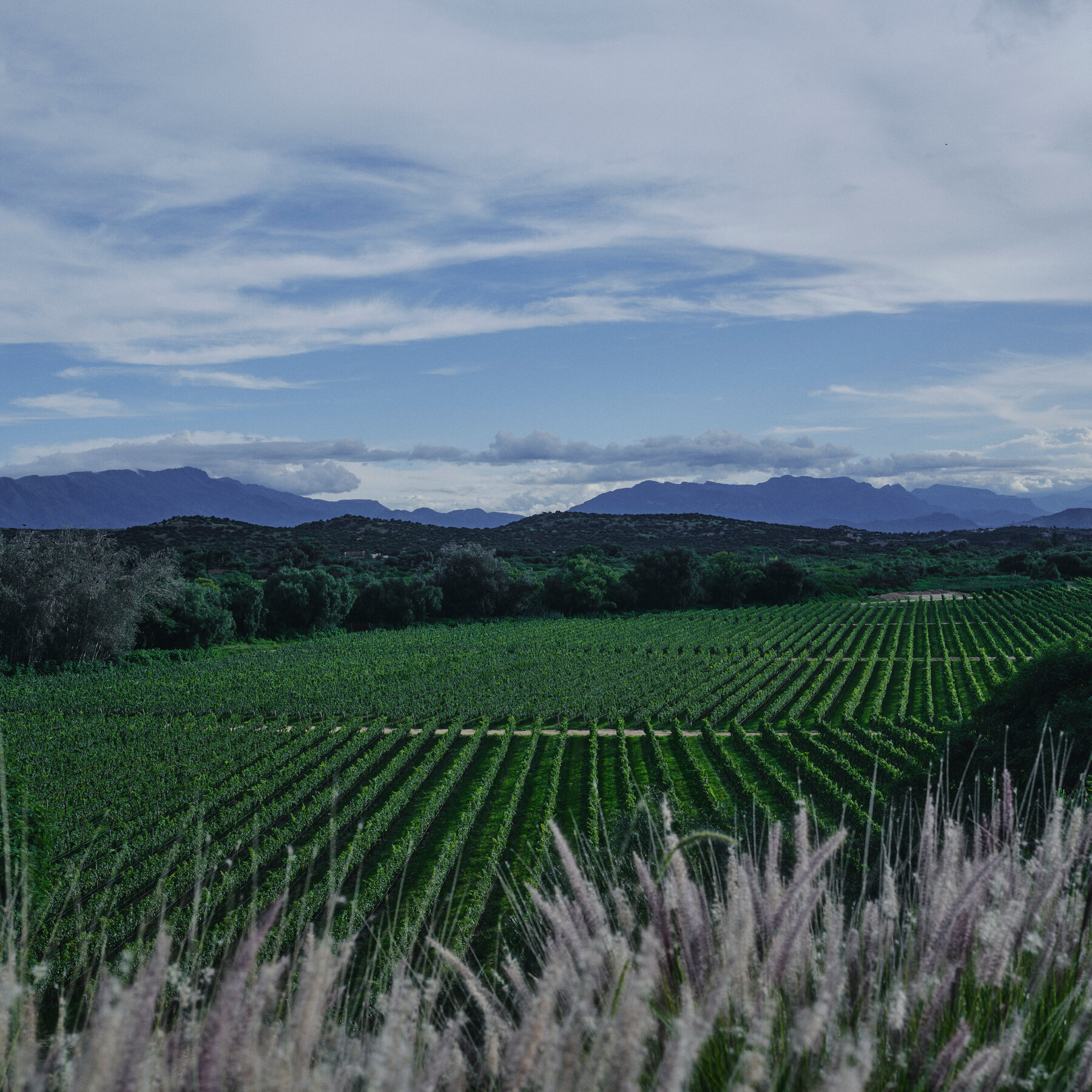 Bolivia’s Wine Country Is Tuscany With a Side of Magic