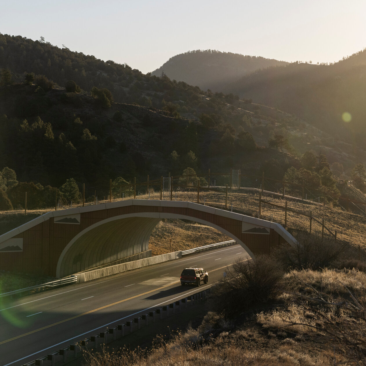 Bridges and Tunnels in Colorado Are Helping Animals Commute