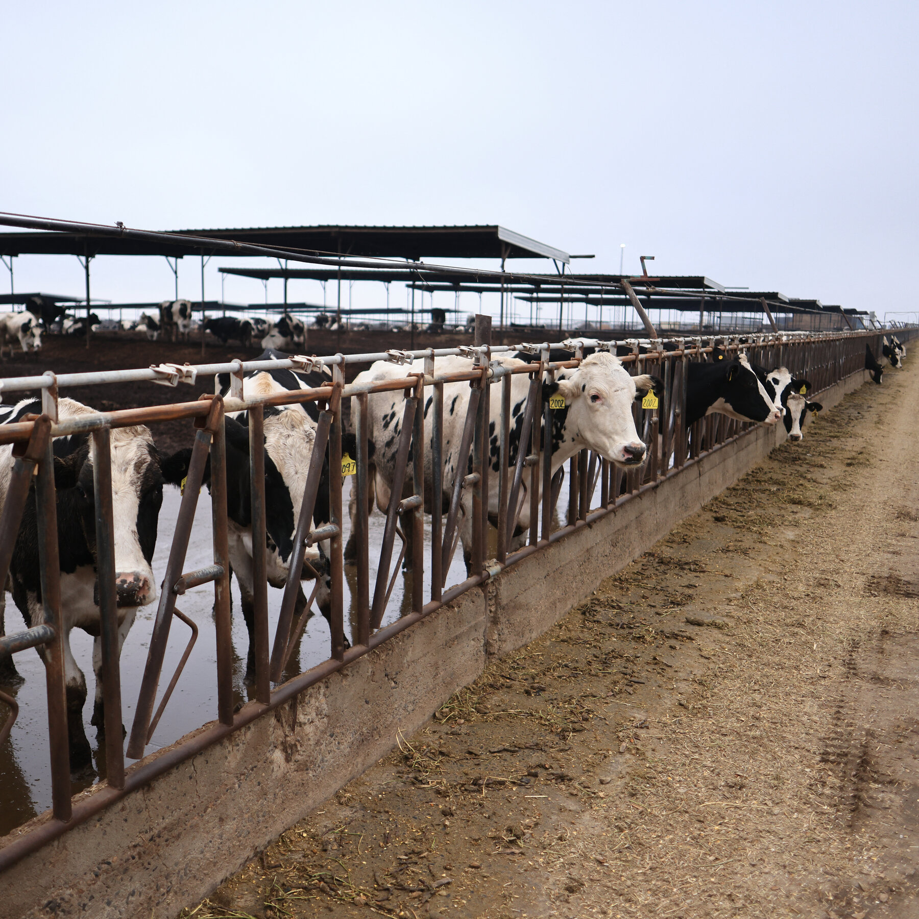 California Declares an Emergency Over Bird Flu