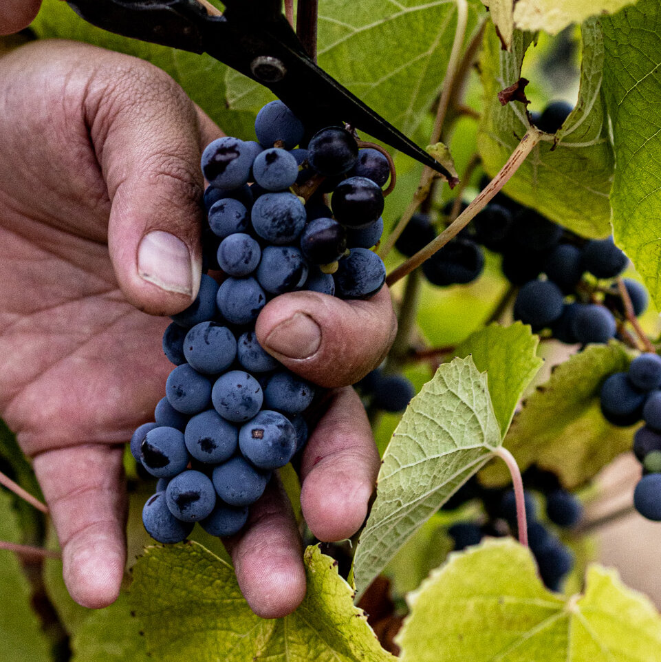 Can Hybrid Grapes Solve the Climate Change Dilemma for Wine Makers?