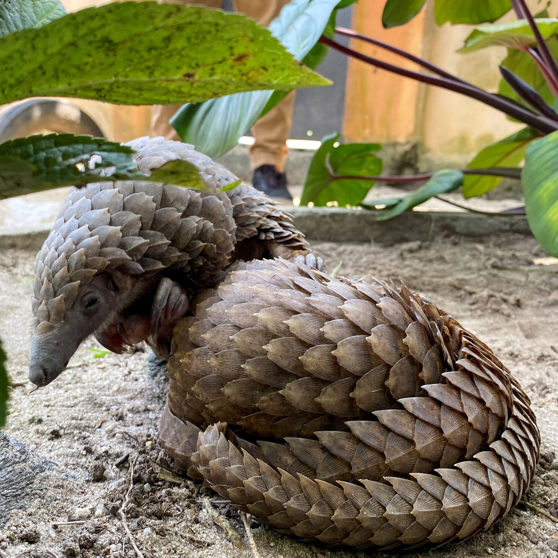 Can Nigeria Help Save the Pangolins Amid a Global Wildlife Crime Crisis?