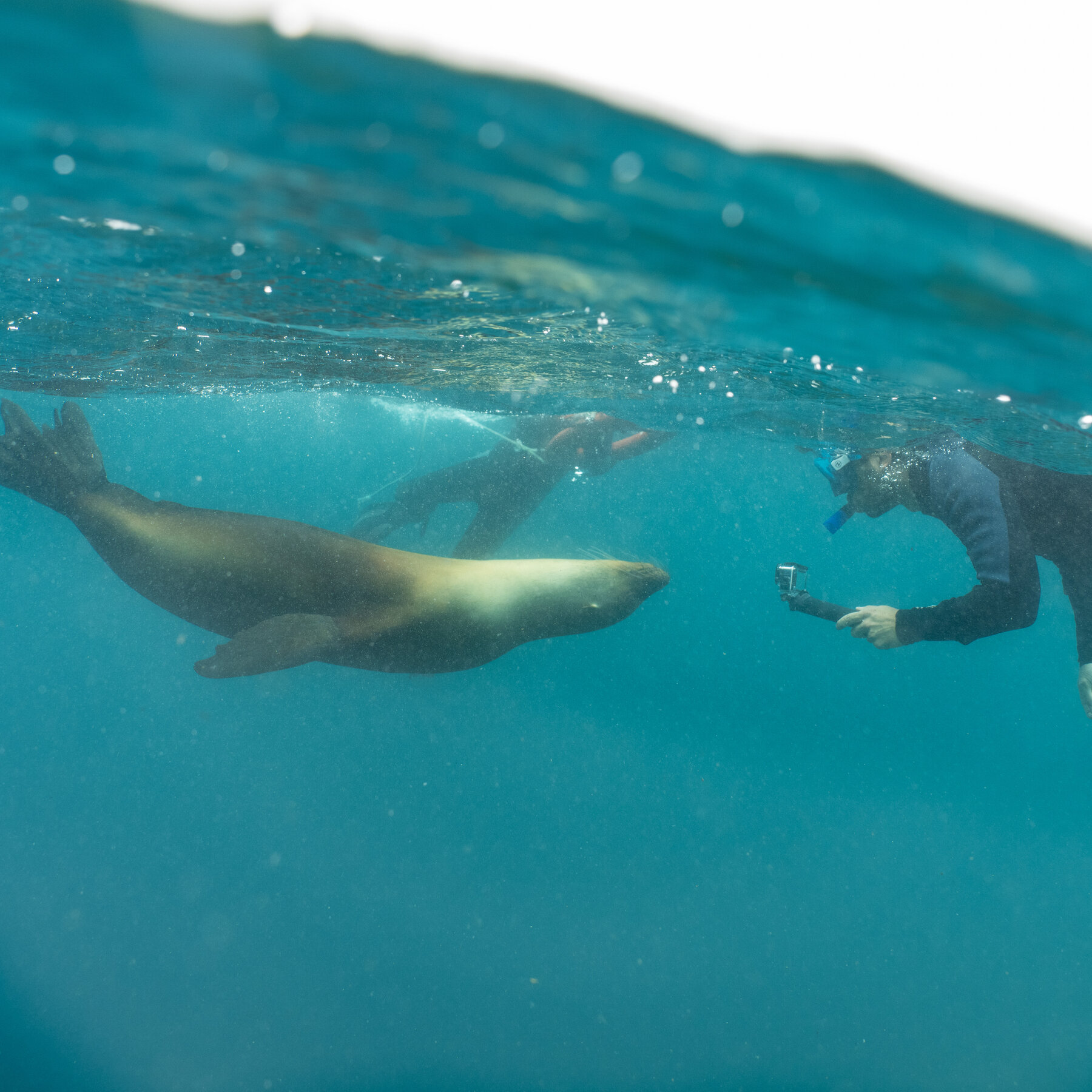 Can the Galápagos Adapt to Airbnb?