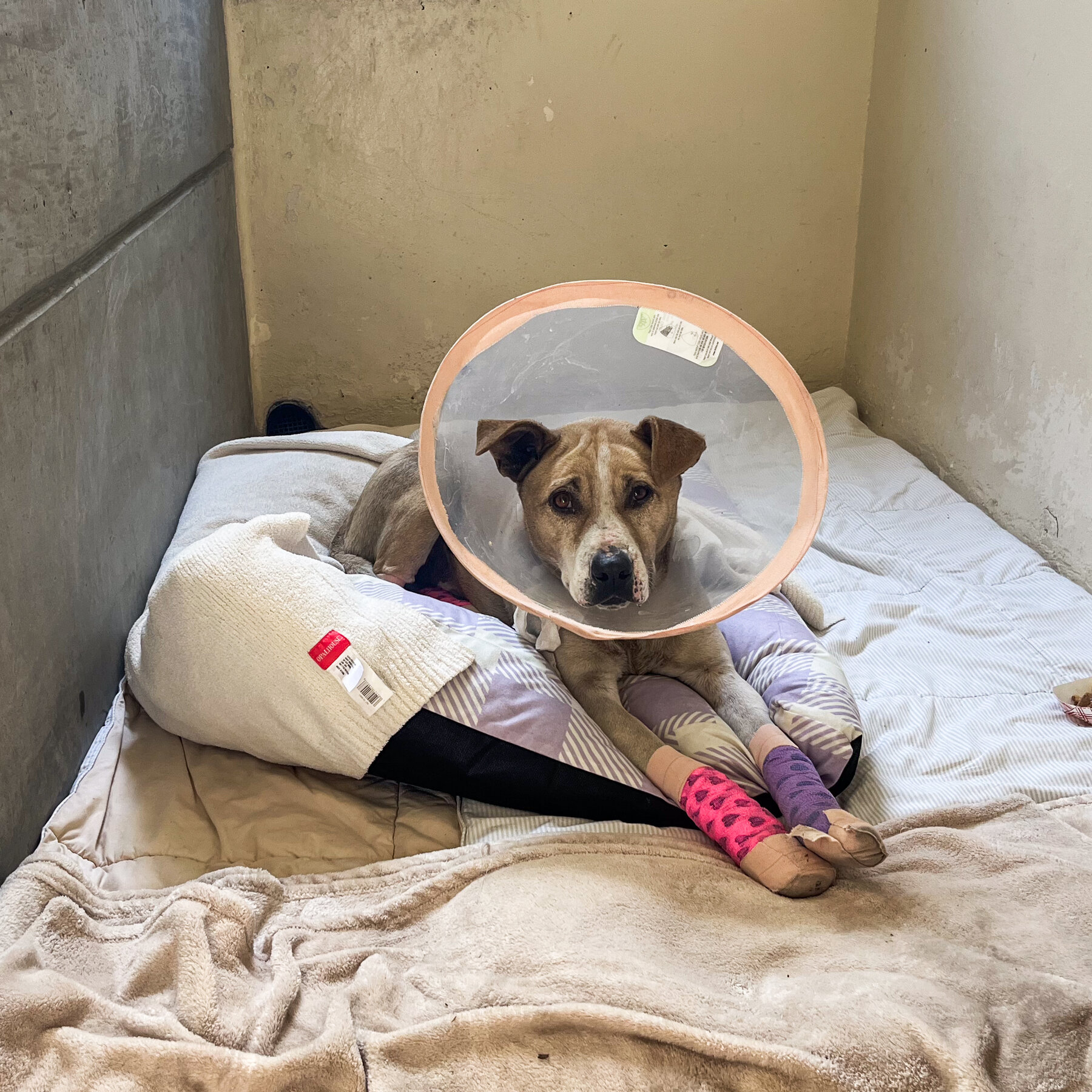 Canelo, a Dog With Scorched Paws, Is Among Many Animals Rescued in the Los Angeles Fires