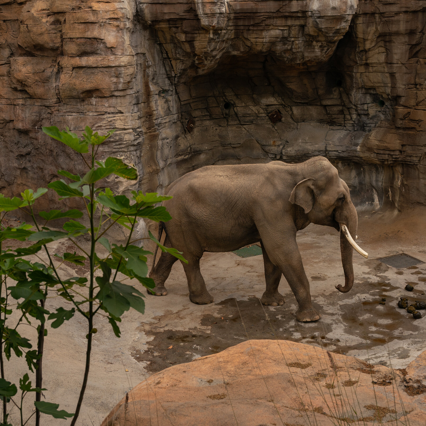 Cher Wants a Better Home for L.A.’s Elephants. Not Tulsa.