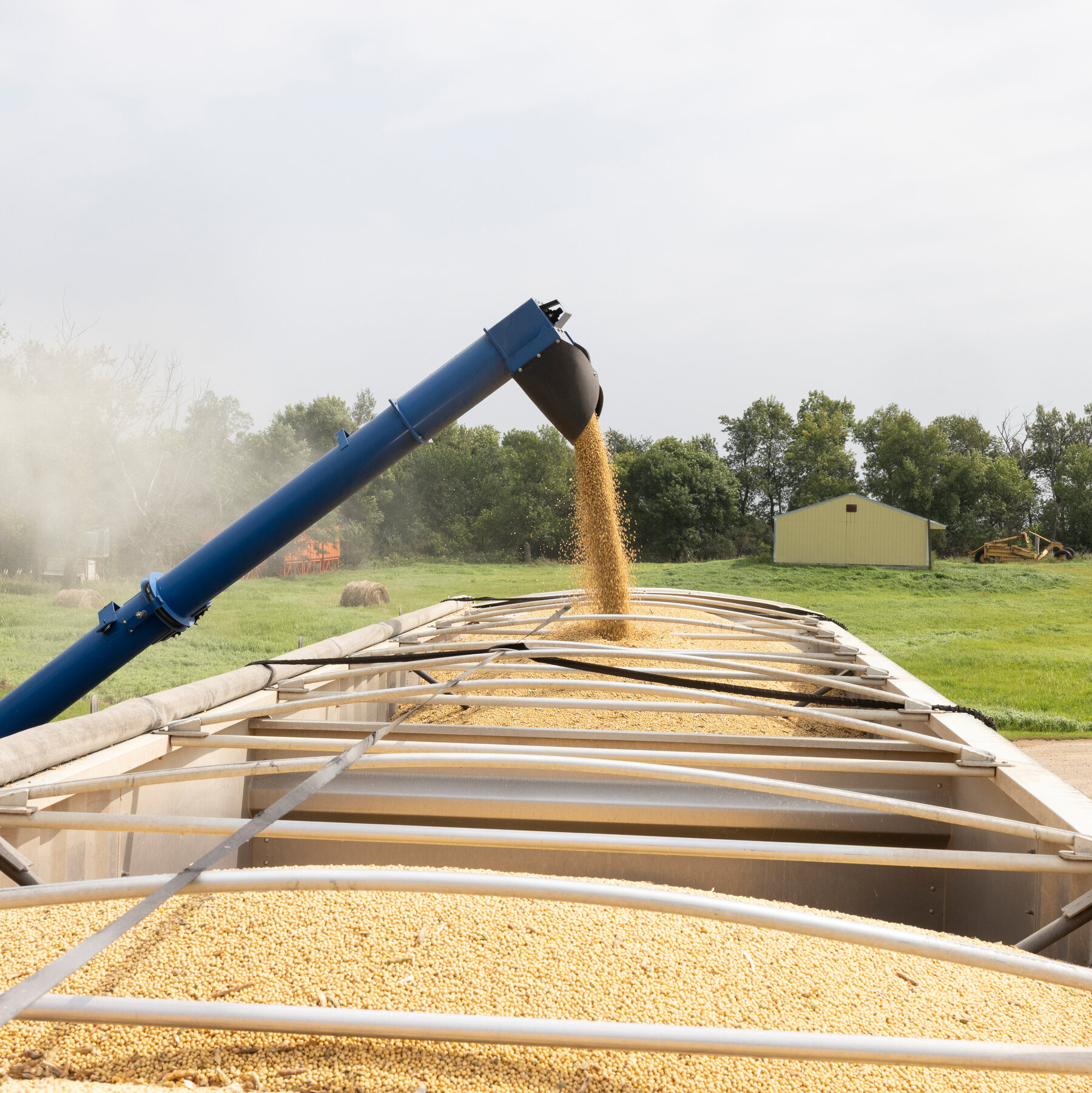 China’s Snub of U.S. Soybeans Is a Crisis for American Farmers