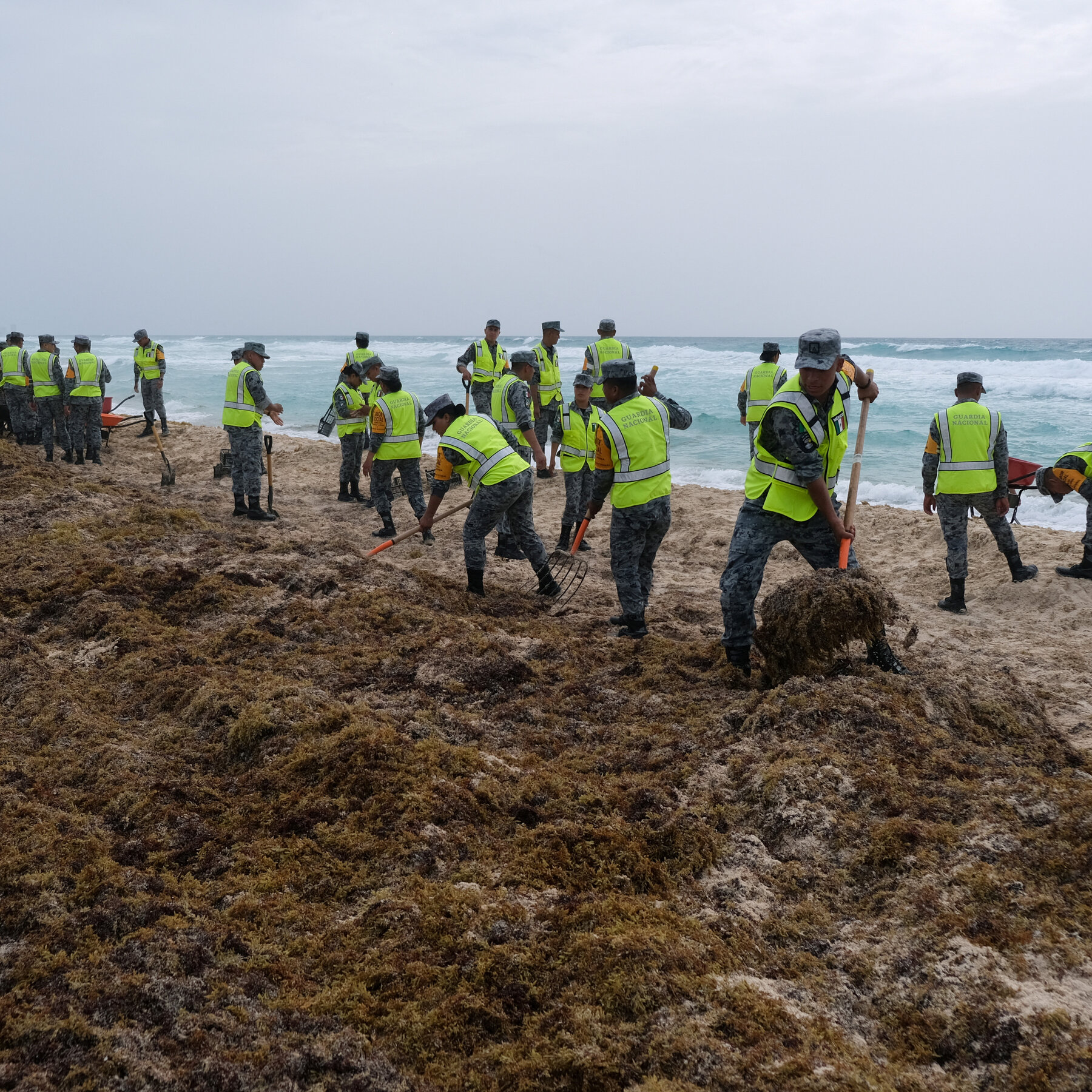 Climate Shift Upends Atlantic Seaweed: One Massive Patch Grows as Another Vanishes