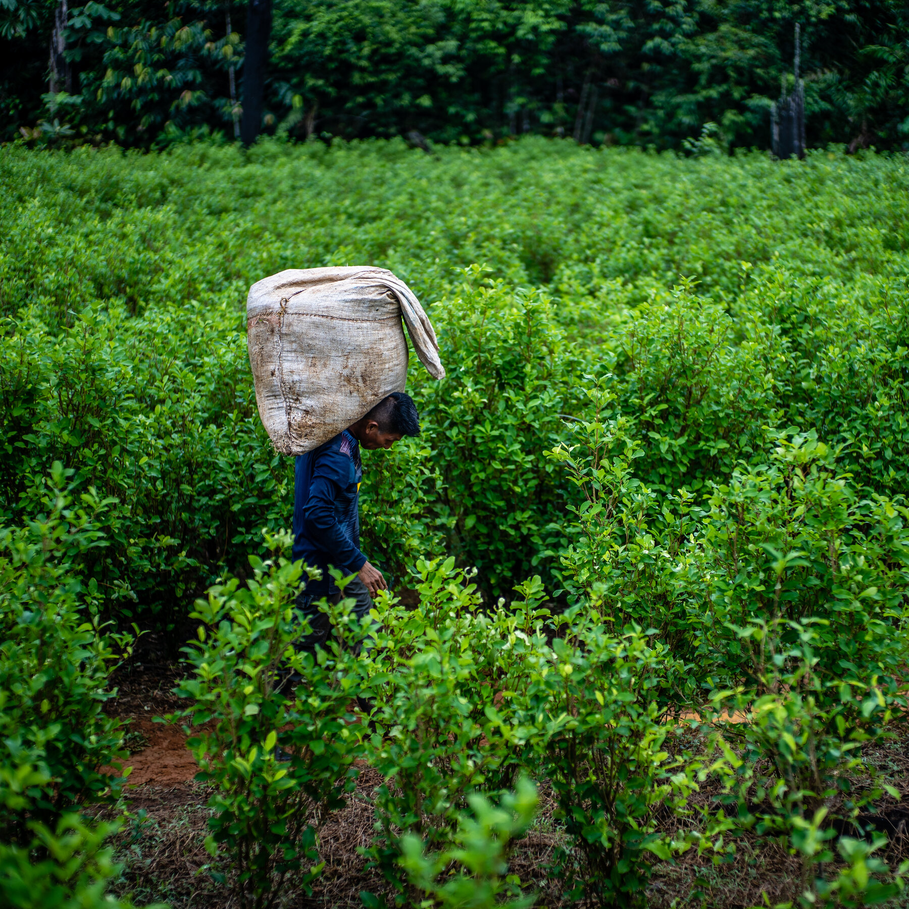 Cocaine Is the Fastest-Growing Illegal Drug Worldwide. Here’s Why.