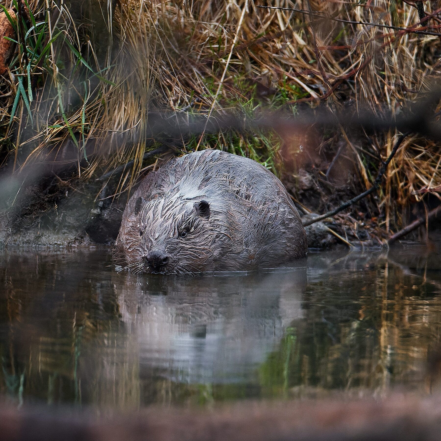 Czech Dam Project Was Stalled by Bureaucracy. Beavers Built Their Own.